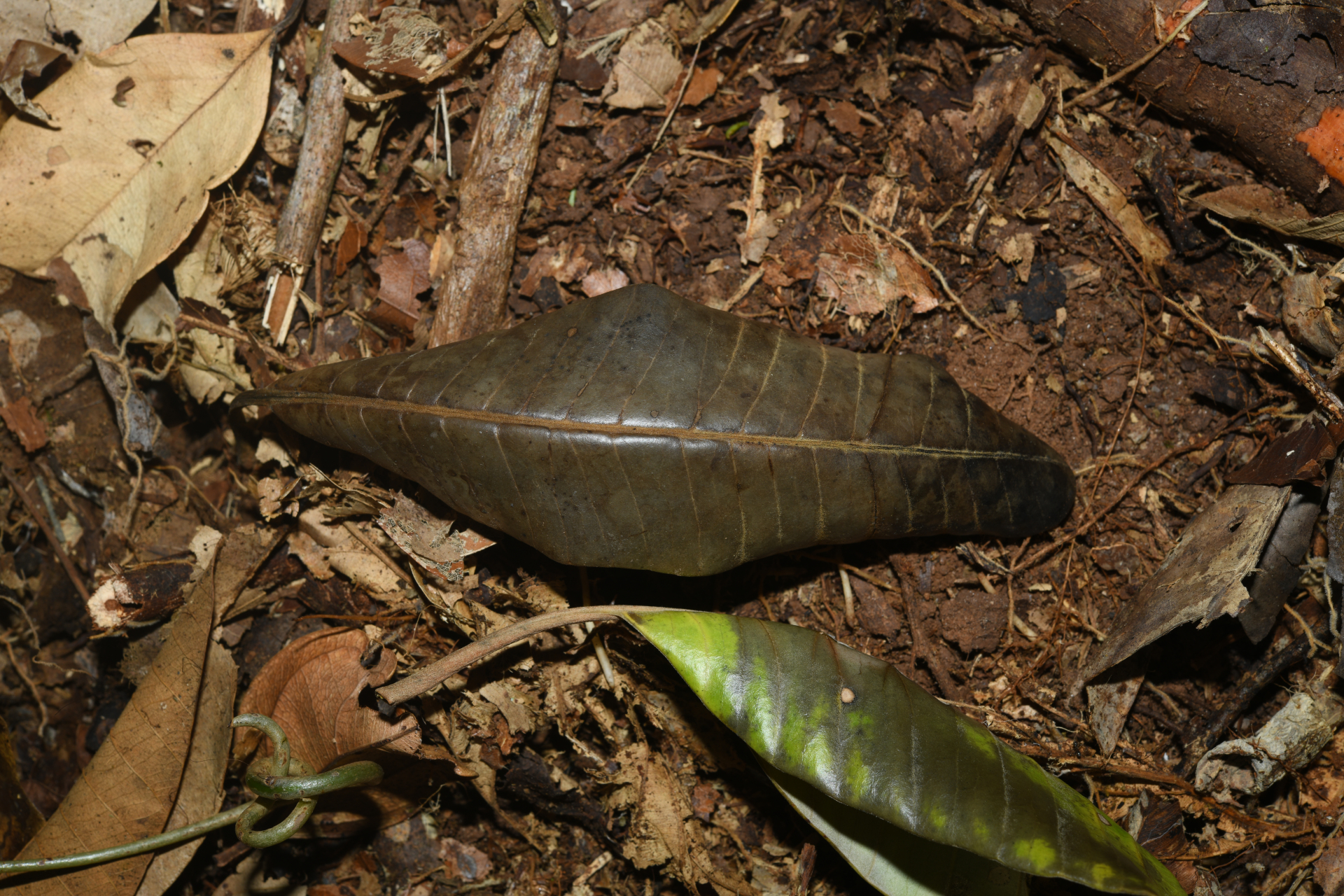 Aspidosperma sandwithianum Markgr. - Photo Bivouac Naturaliste