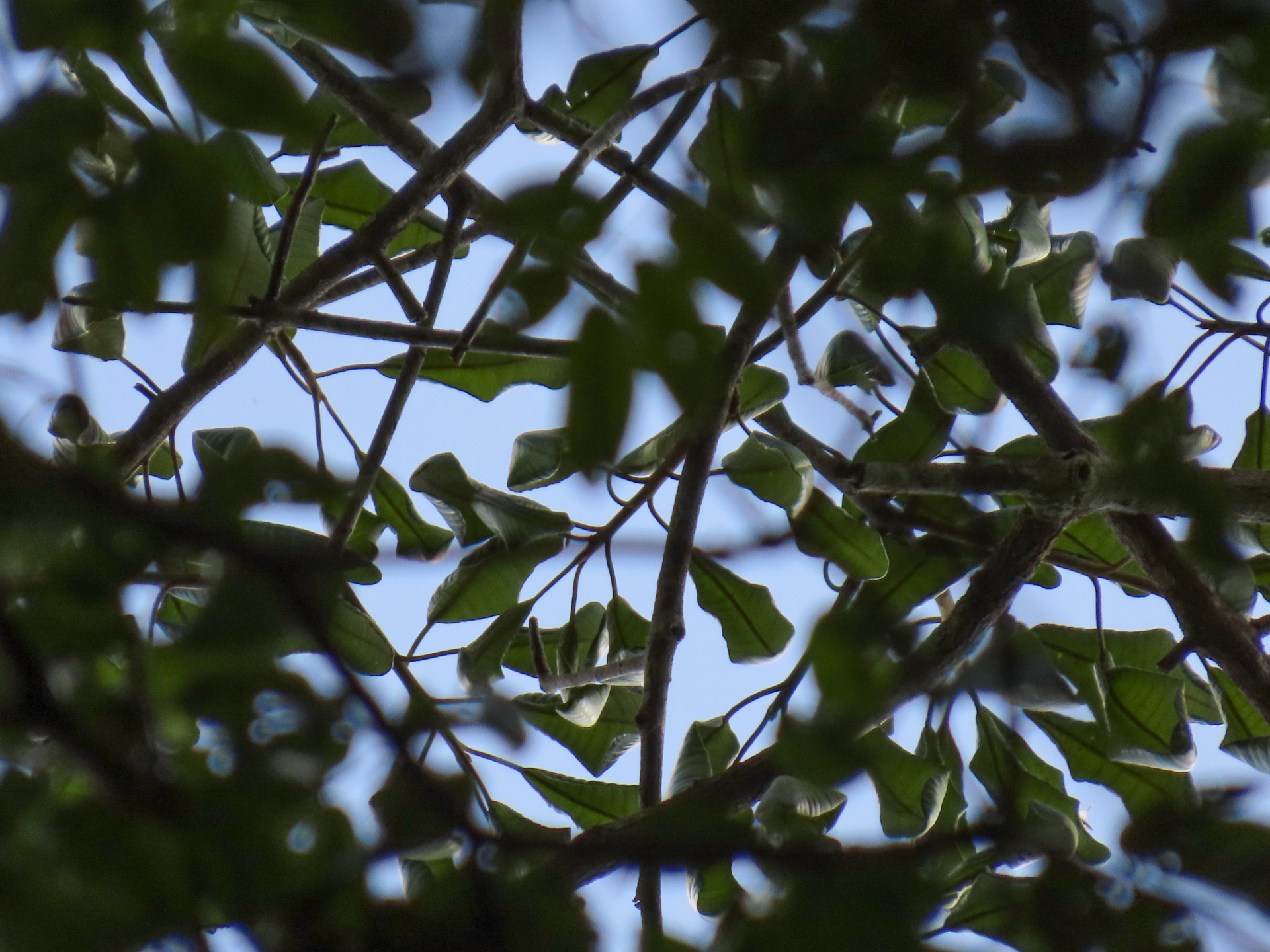 Aspidosperma sandwithianum Markgr. - Photo Bivouac Naturaliste