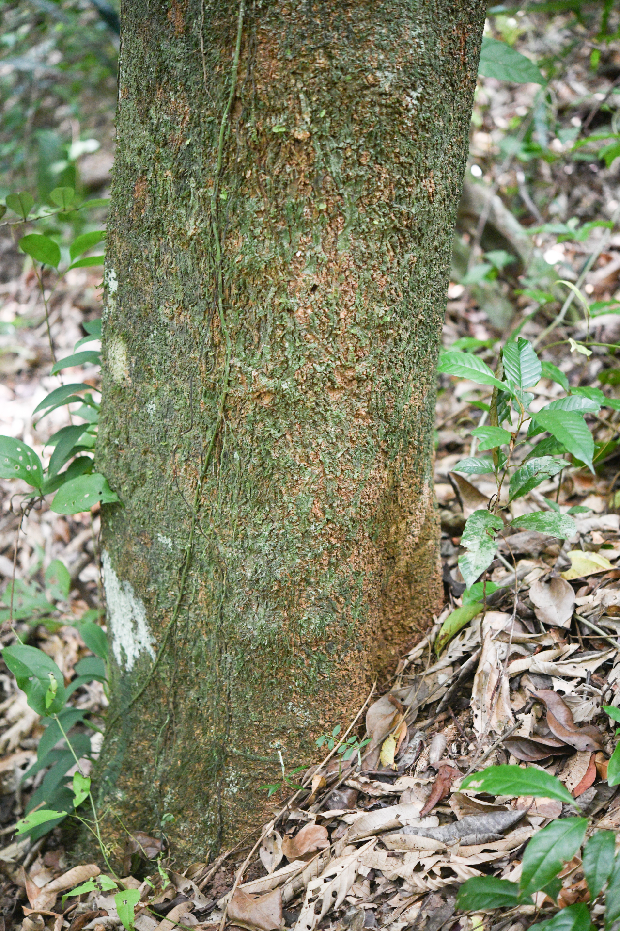 Aspidosperma sandwithianum Markgr. - Photo Bivouac Naturaliste