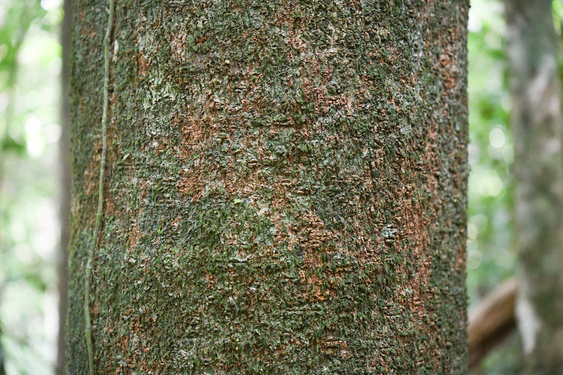 Aspidosperma sandwithianum Markgr. - Photo Bivouac Naturaliste