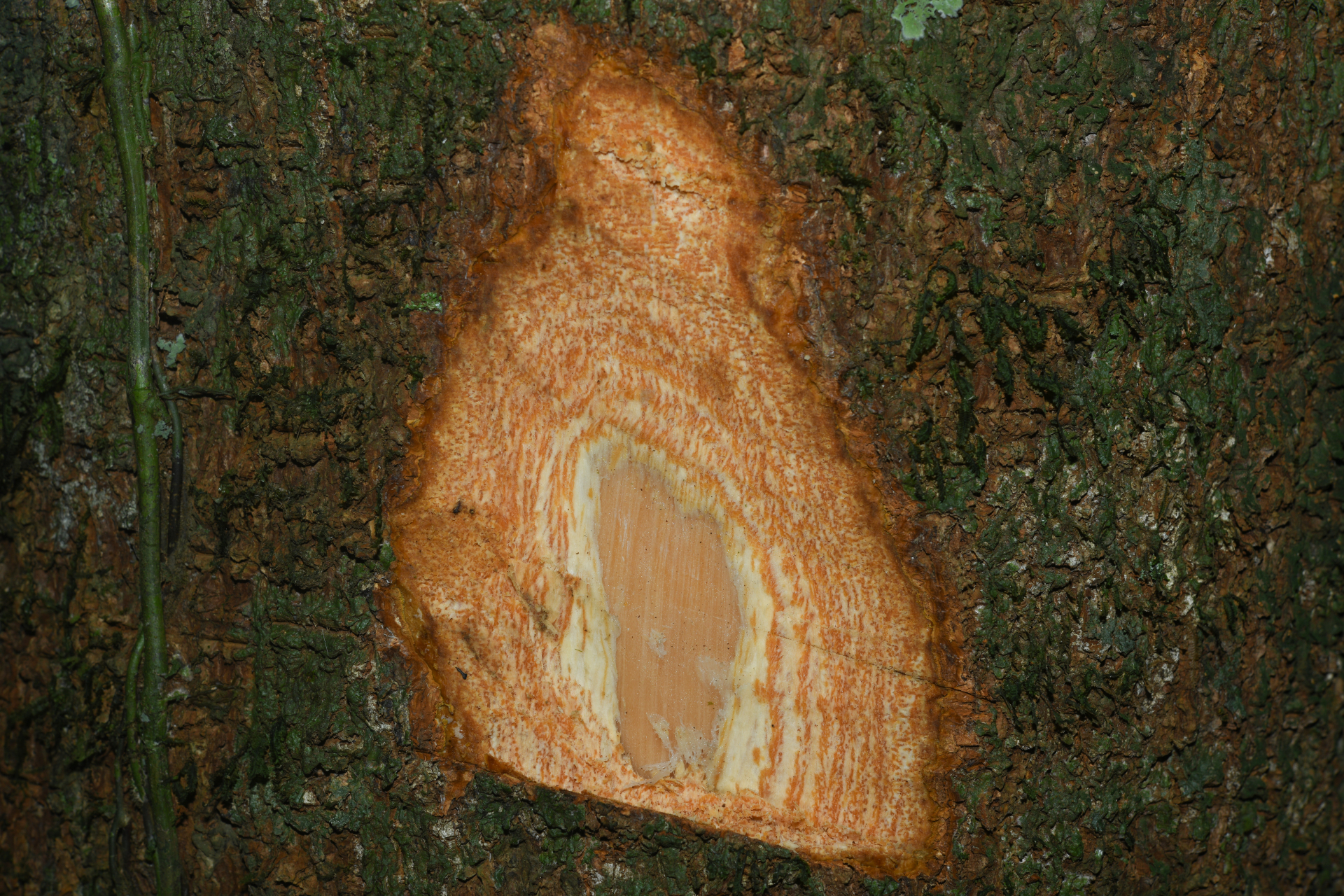 Aspidosperma sandwithianum Markgr. - Photo Bivouac Naturaliste