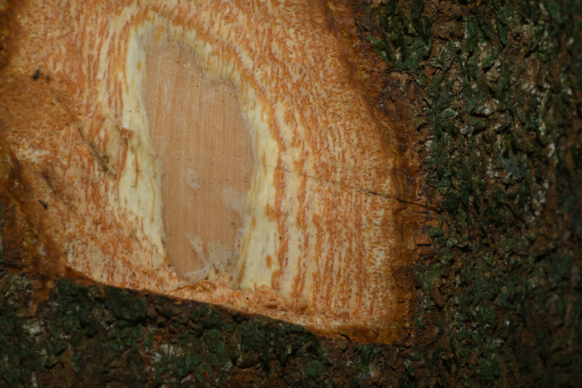 Aspidosperma sandwithianum Markgr. - Photo Bivouac Naturaliste