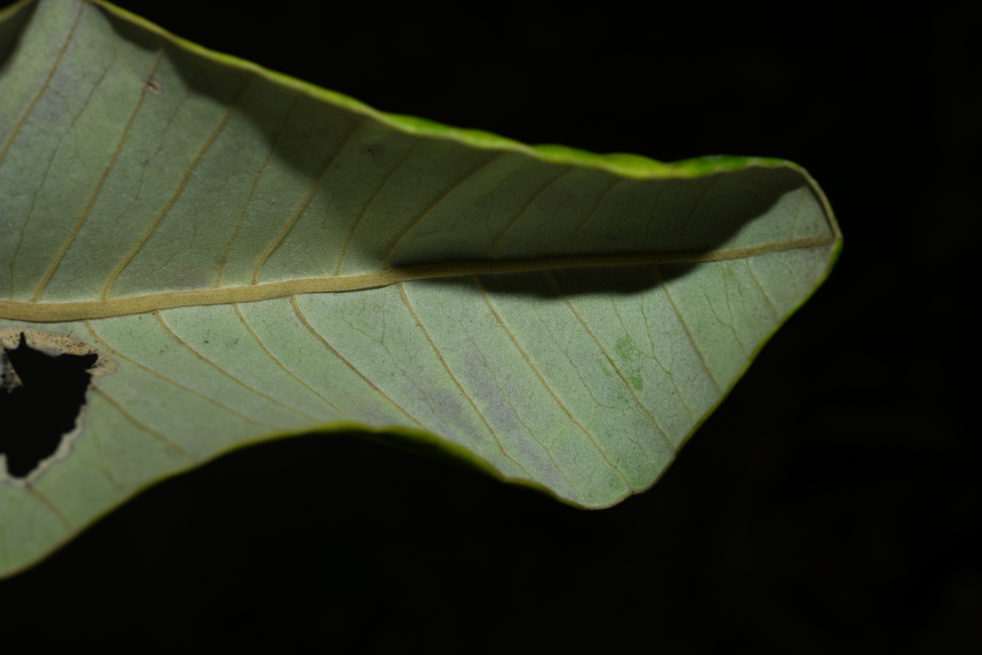 Aspidosperma sandwithianum Markgr. - Photo Bivouac Naturaliste