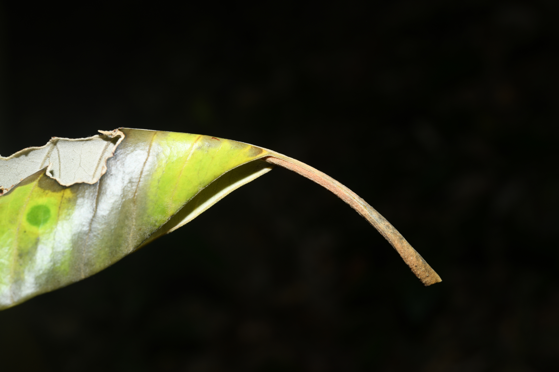 Aspidosperma sandwithianum Markgr. - Photo Bivouac Naturaliste