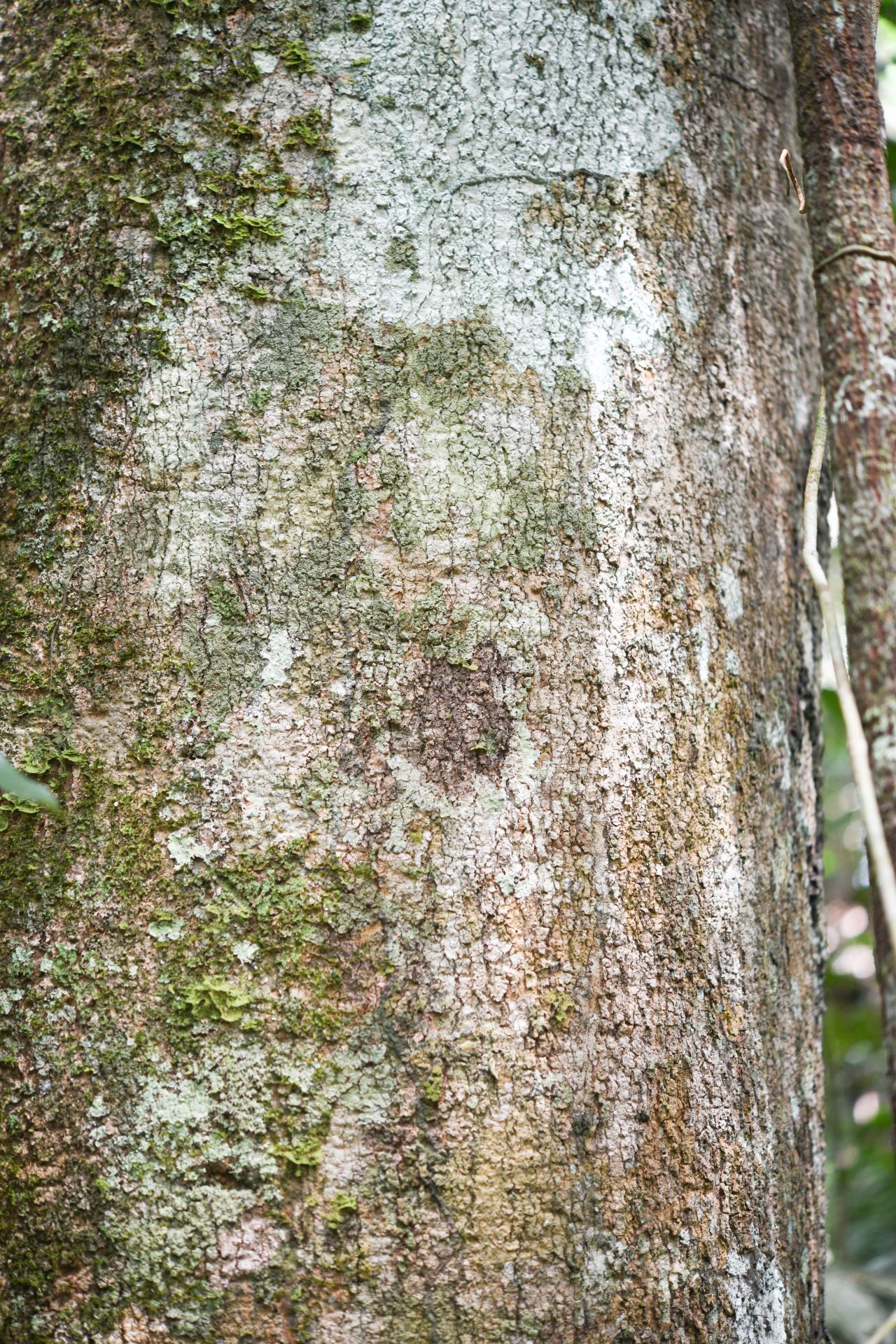 Aspidosperma sandwithianum Markgr. - Photo Bivouac Naturaliste