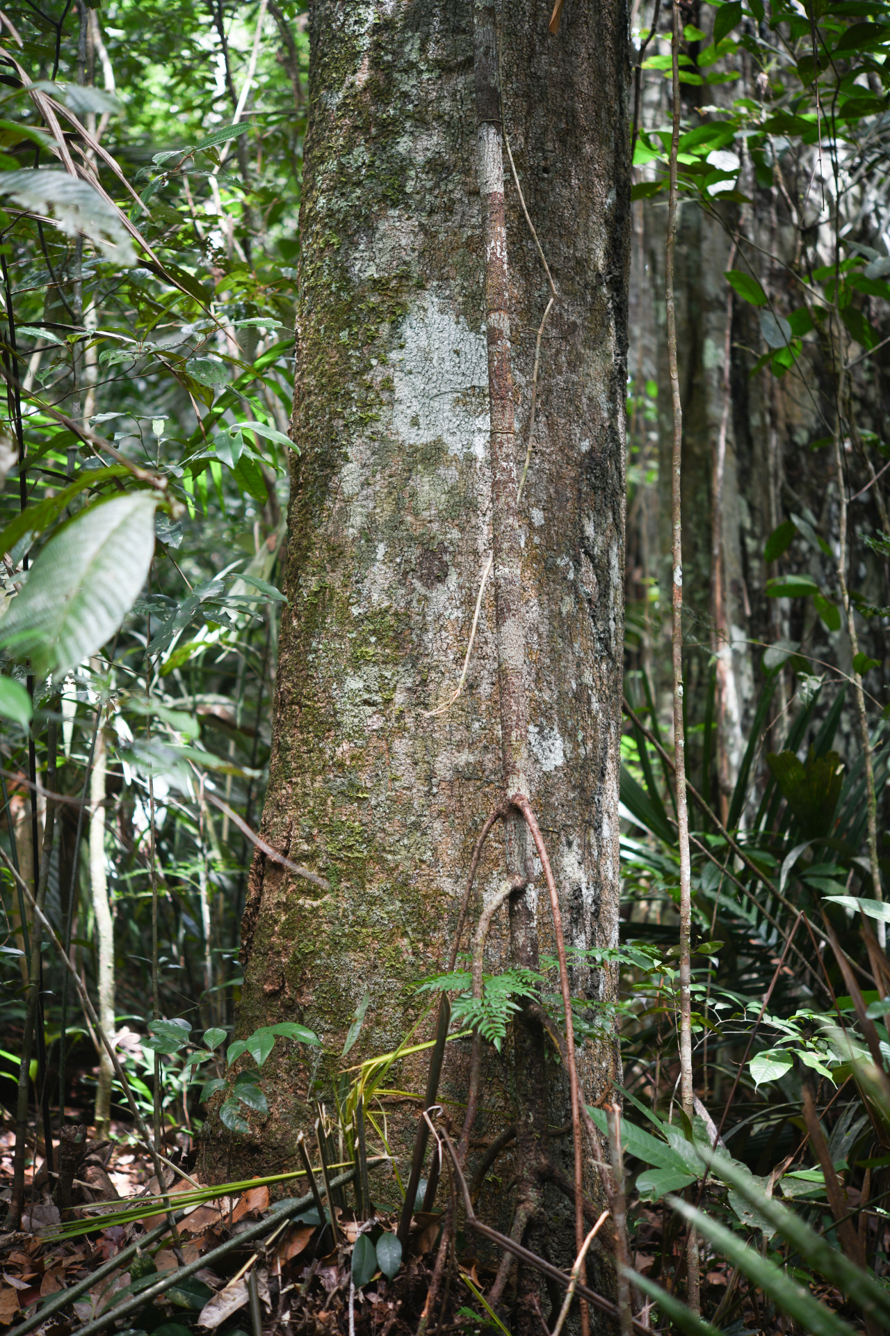 Aspidosperma sandwithianum Markgr. - Photo Bivouac Naturaliste
