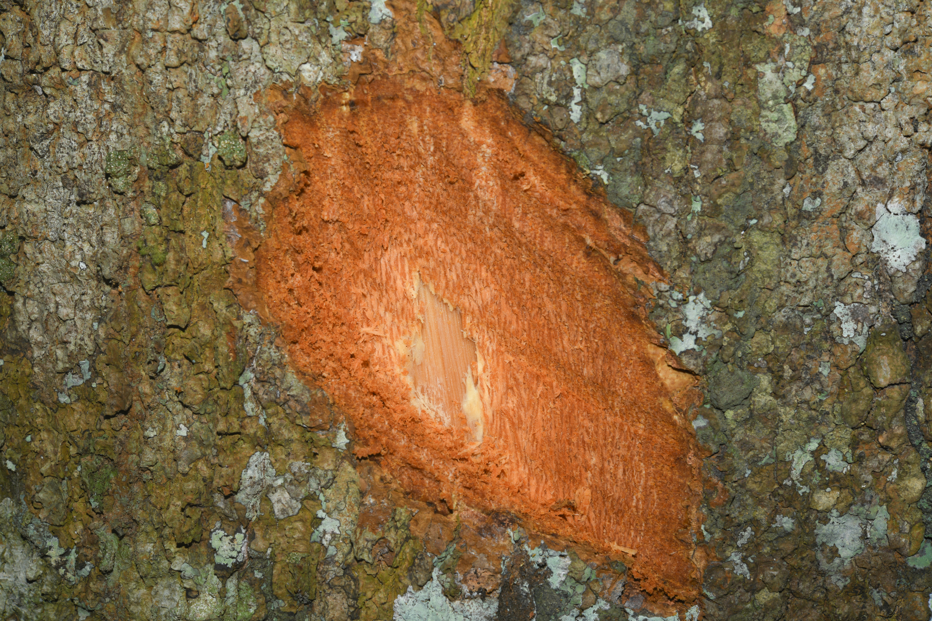 Aspidosperma sandwithianum Markgr. - Photo Bivouac Naturaliste