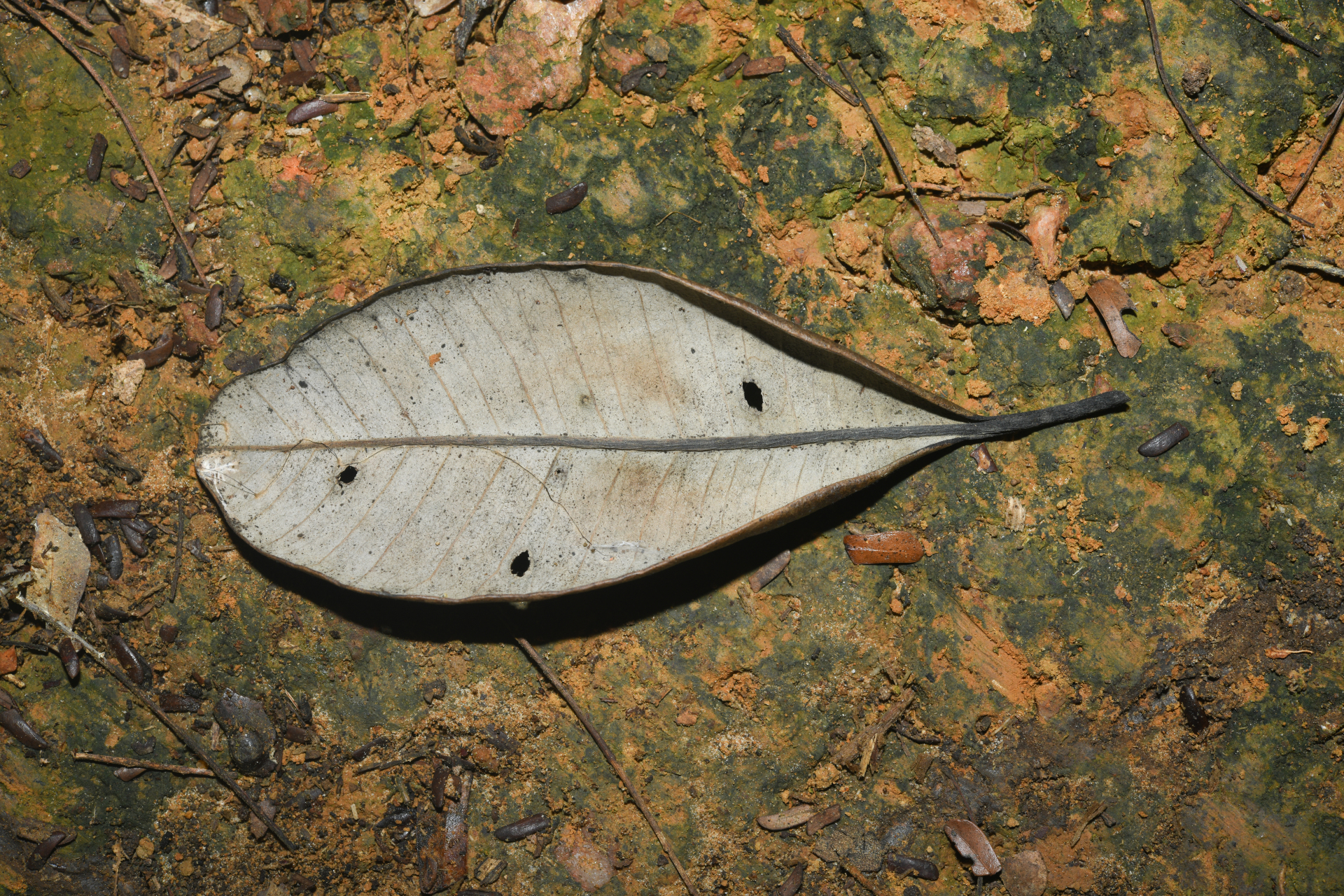 Aspidosperma sandwithianum Markgr. - Photo Bivouac Naturaliste
