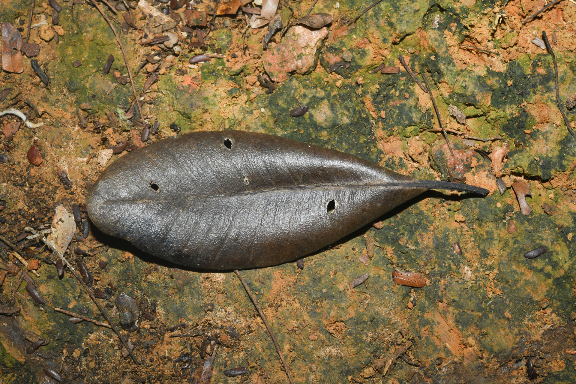 Aspidosperma sandwithianum Markgr. - Photo Bivouac Naturaliste