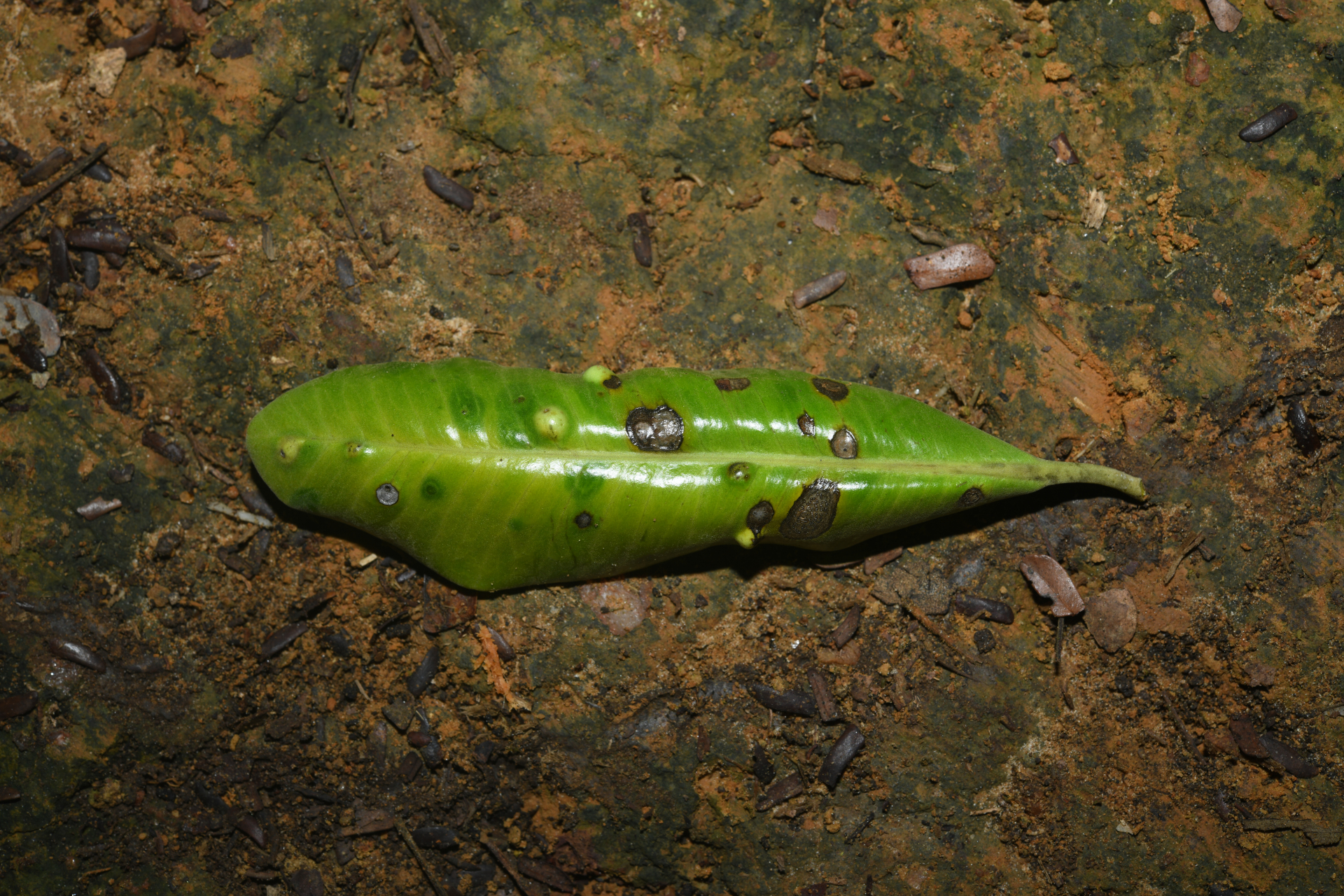 Aspidosperma sandwithianum Markgr. - Photo Bivouac Naturaliste