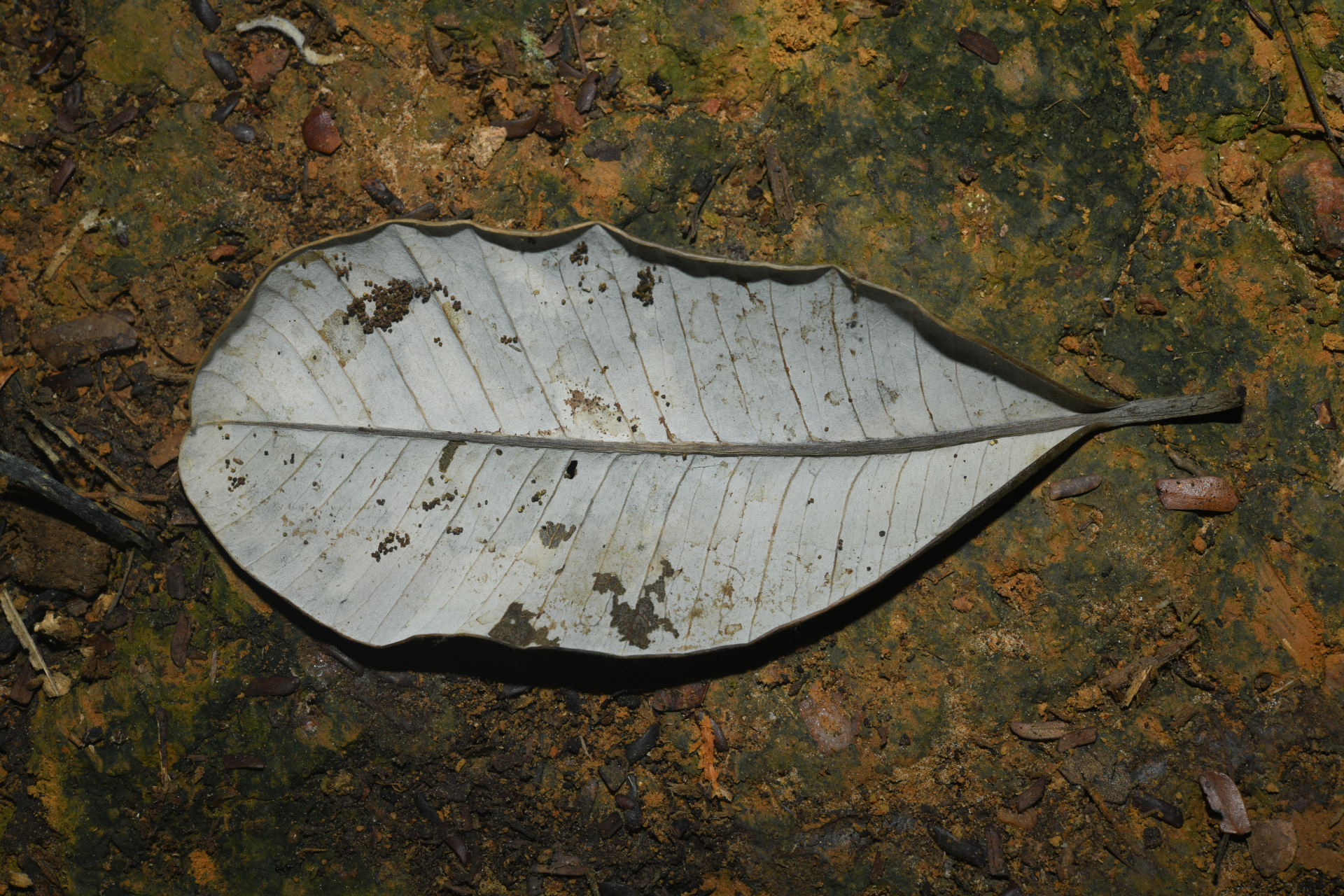 Aspidosperma sandwithianum Markgr. - Photo Bivouac Naturaliste