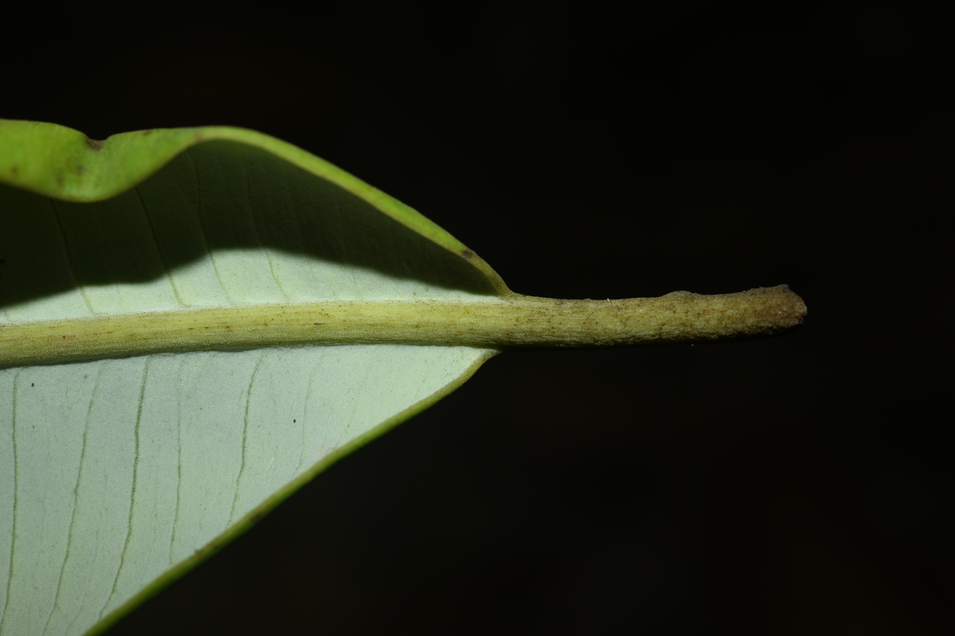 Aspidosperma sandwithianum Markgr. - Photo Bivouac Naturaliste