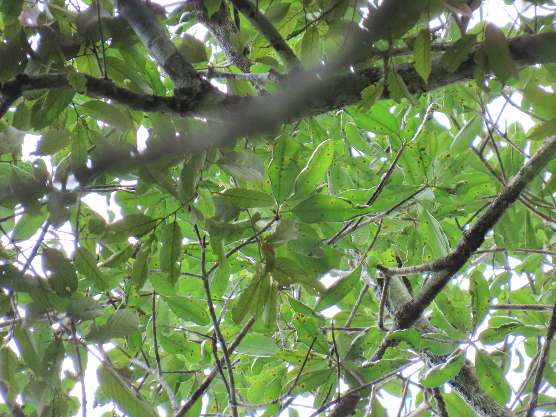 Aspidosperma sandwithianum Markgr. - Photo Bivouac Naturaliste