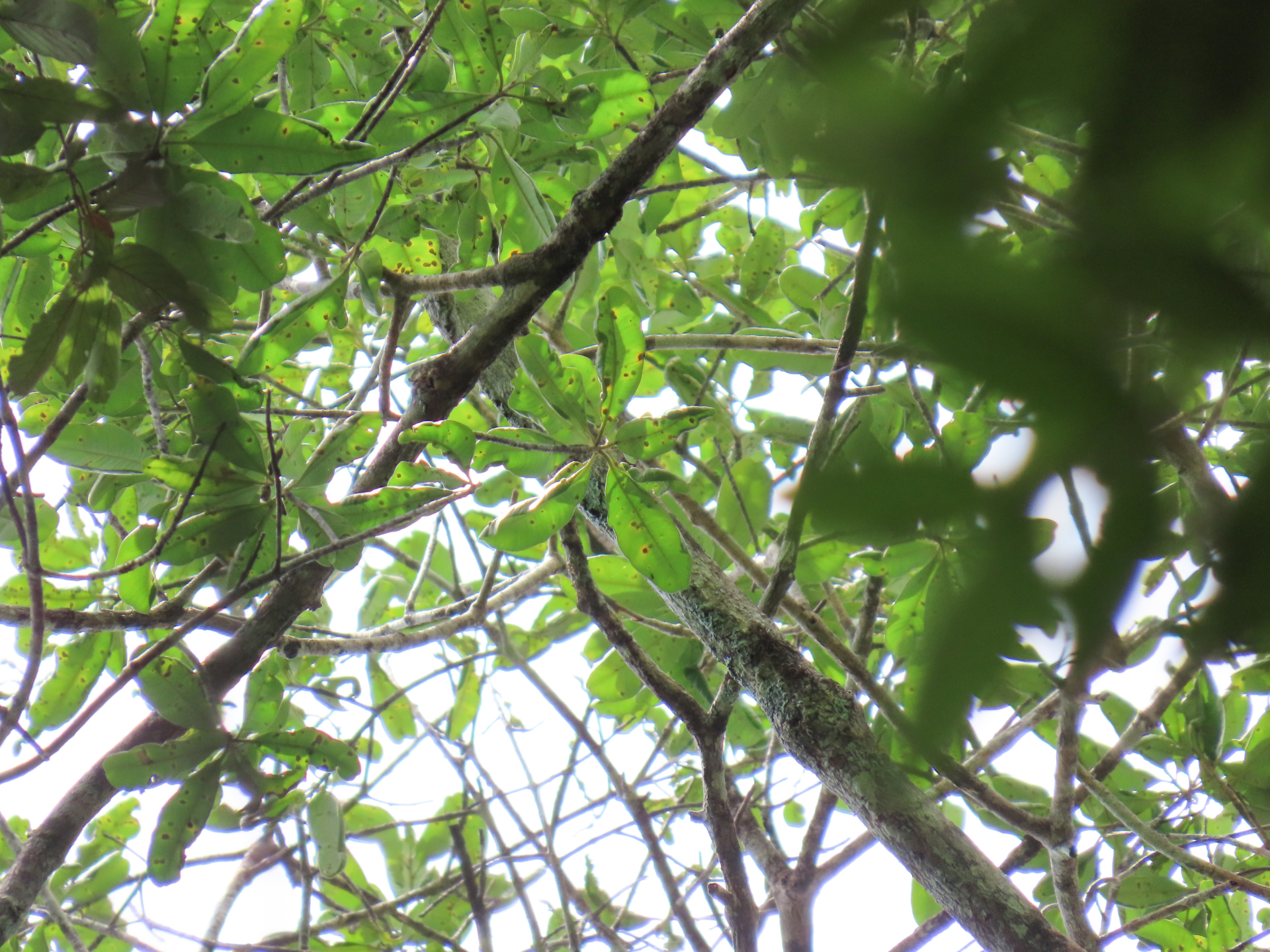 Aspidosperma sandwithianum Markgr. - Photo Bivouac Naturaliste