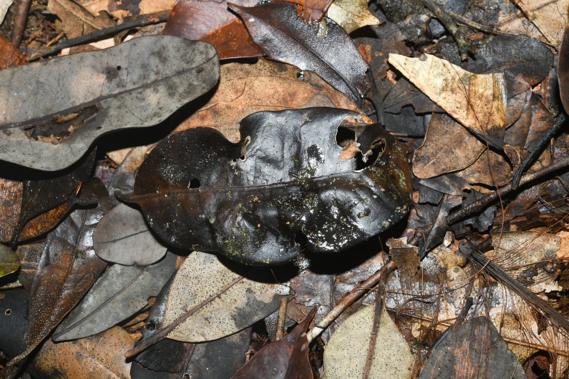 Aspidosperma excelsum Benth. - Photo Bivouac Naturaliste