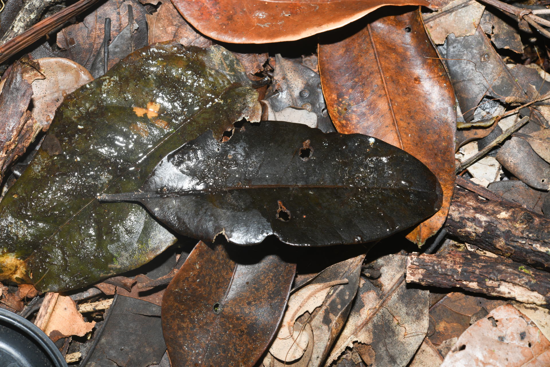Aspidosperma excelsum Benth. - Photo Bivouac Naturaliste