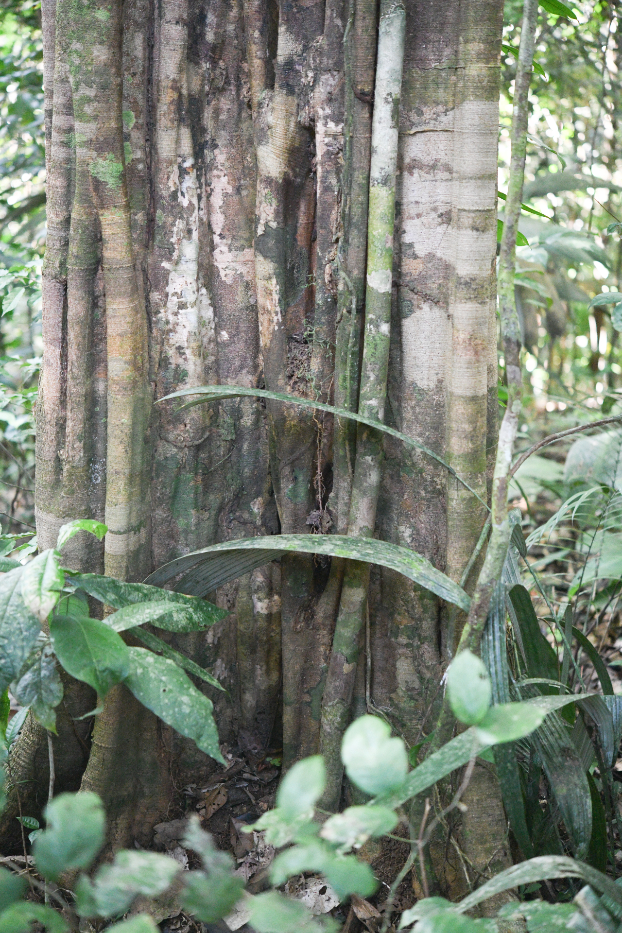 Aspidosperma excelsum Benth. - Photo Bivouac Naturaliste