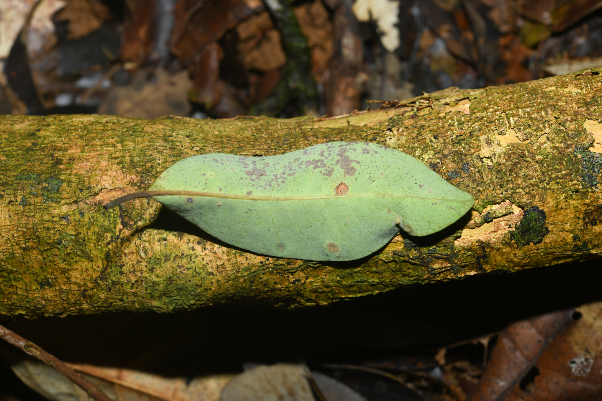 Aspidosperma excelsum Benth. - Photo Bivouac Naturaliste
