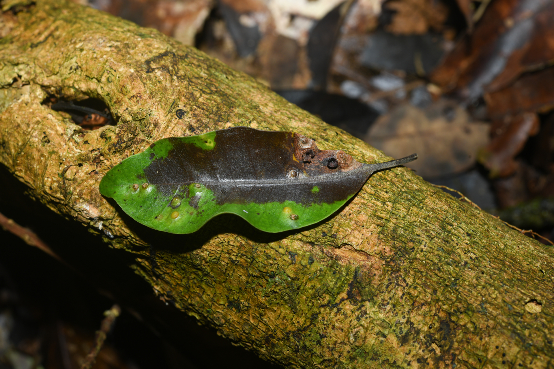 Aspidosperma excelsum Benth. - Photo Bivouac Naturaliste