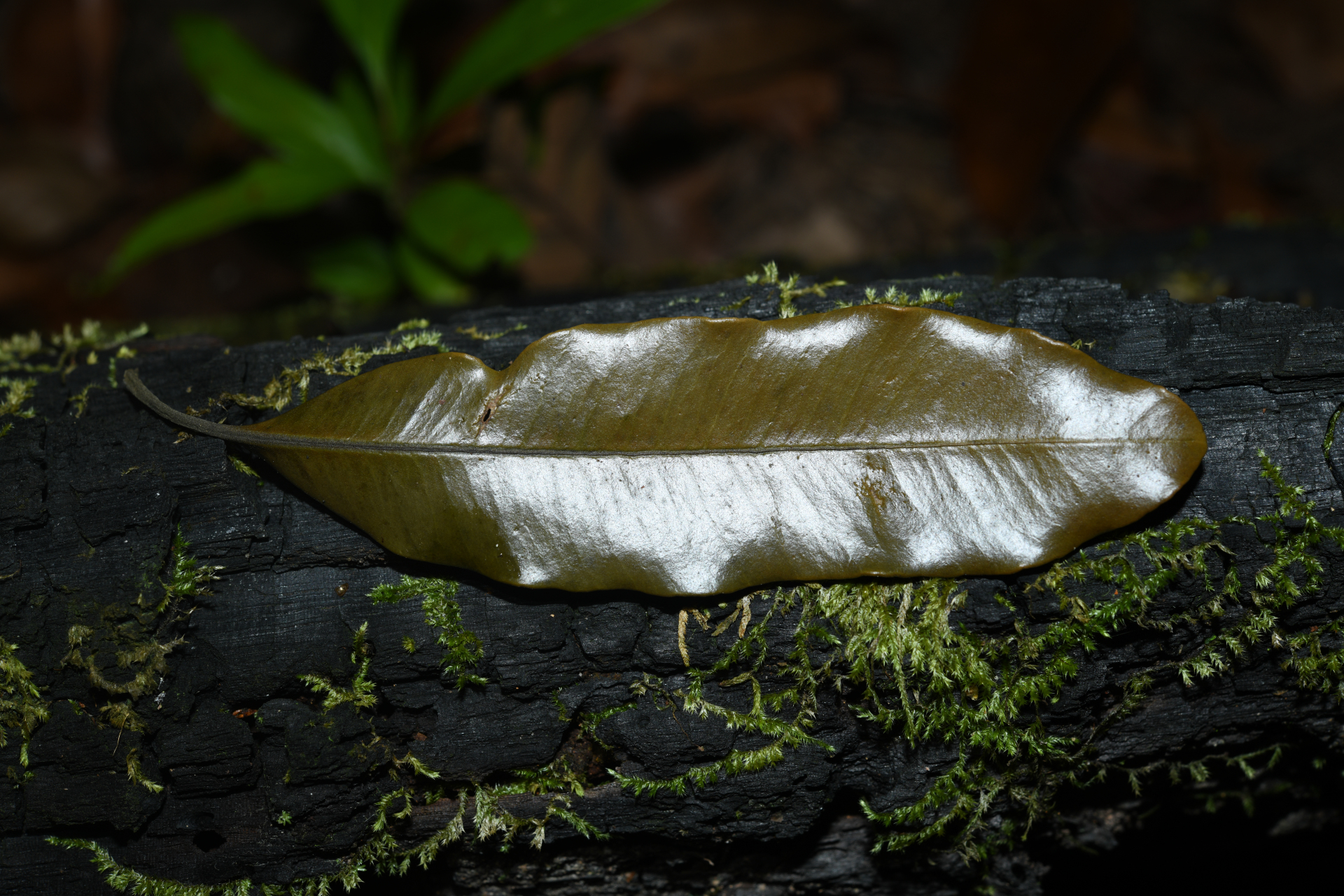 Aspidosperma album (Vahl) Benoist ex Pichon - Photo Bivouac Naturaliste