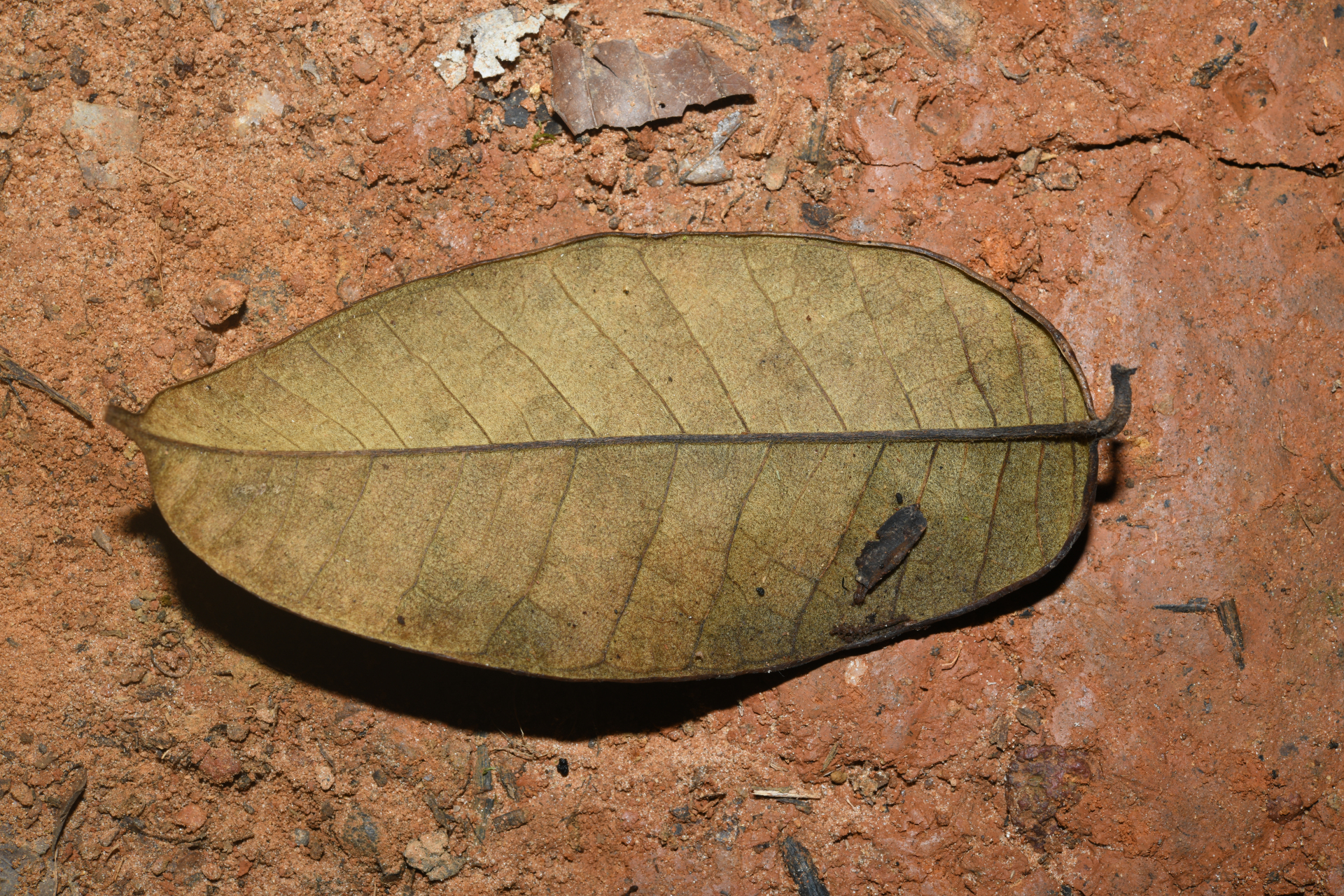 Condylocarpon amazonicum (Markgr.) Ducke - Photo Bivouac Naturaliste