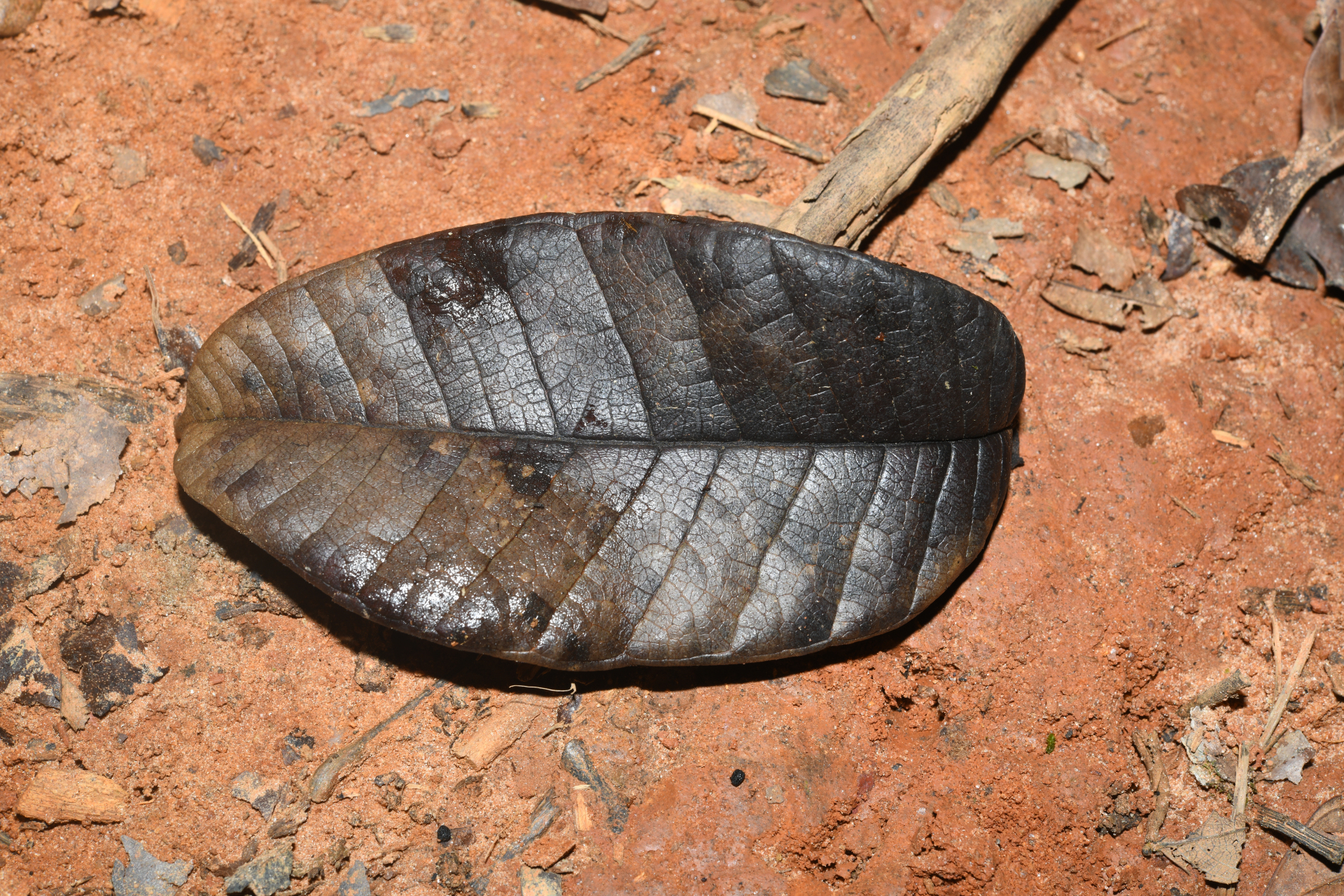 Condylocarpon amazonicum (Markgr.) Ducke - Photo Bivouac Naturaliste