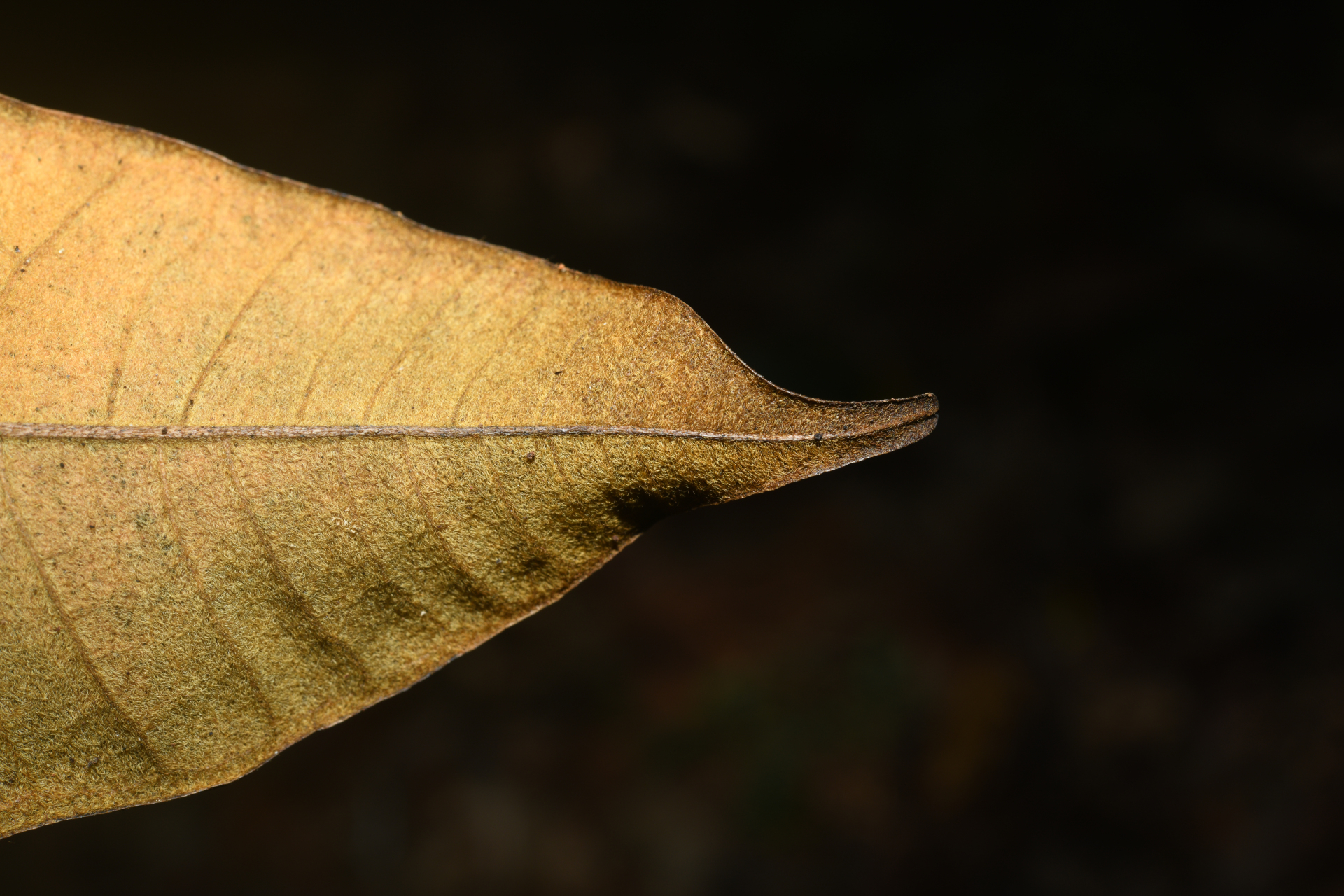 Condylocarpon amazonicum (Markgr.) Ducke - Photo Bivouac Naturaliste