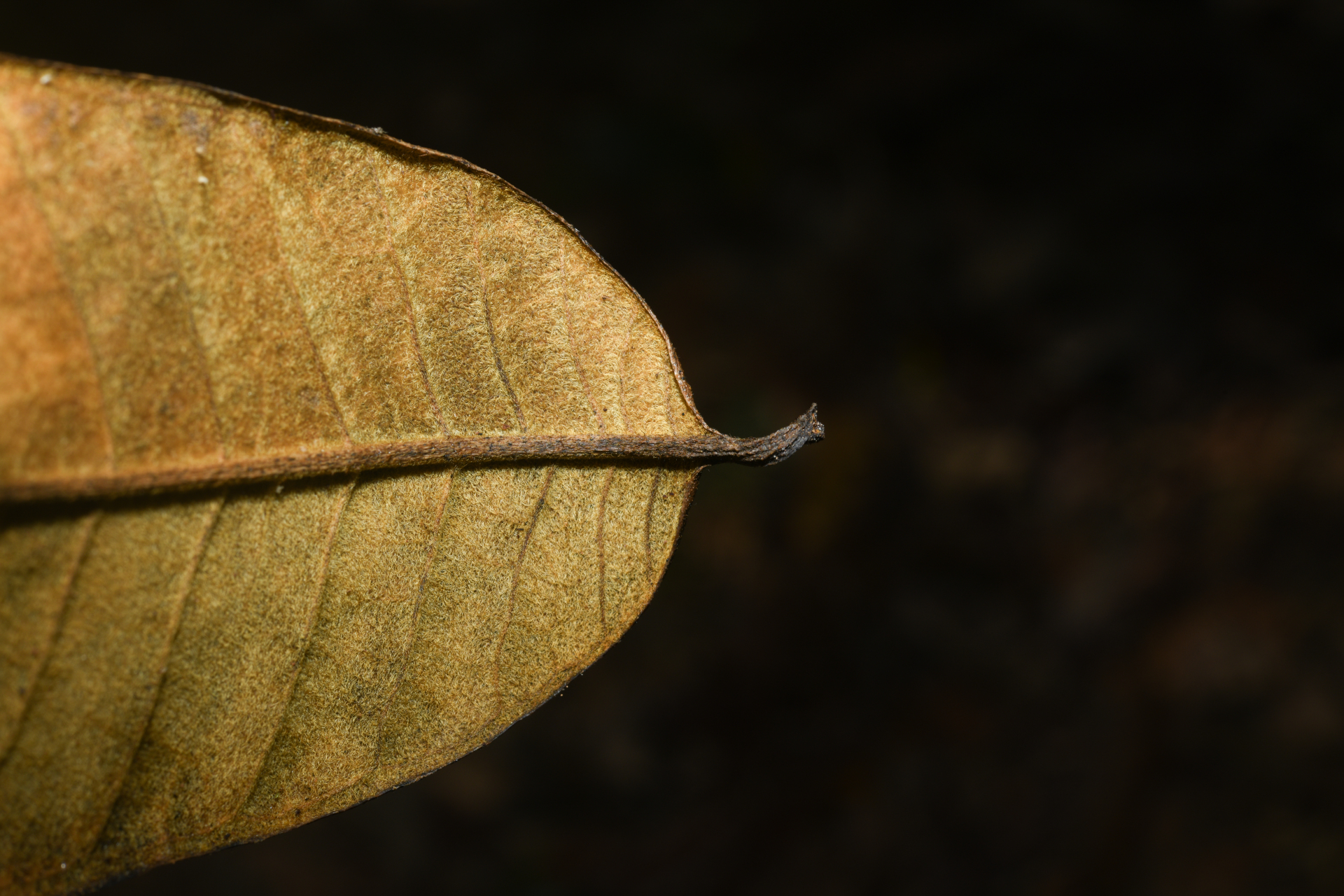Condylocarpon amazonicum (Markgr.) Ducke - Photo Bivouac Naturaliste