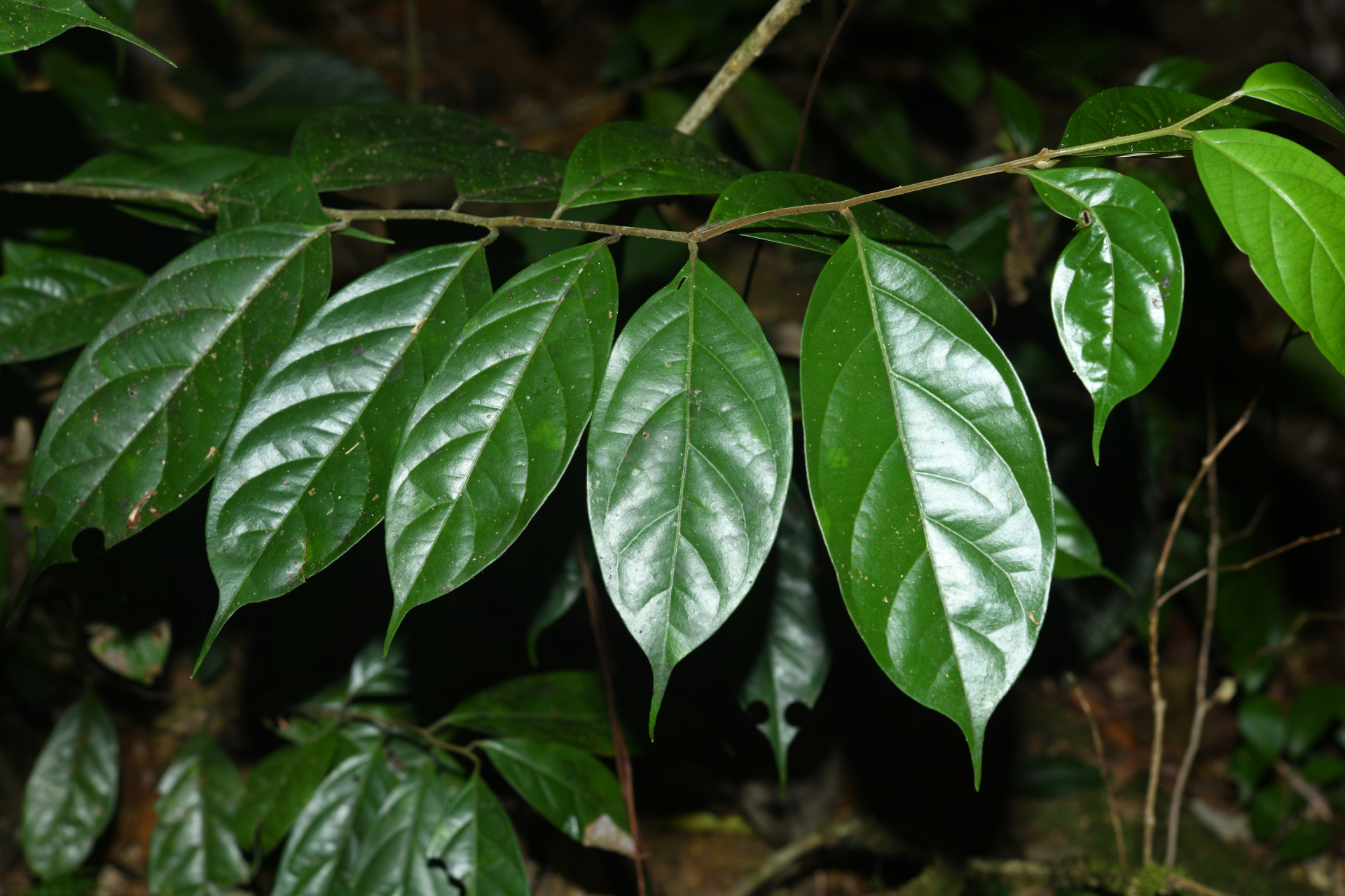 Geissospermum argenteum Woodson - Photo Bivouac Naturaliste