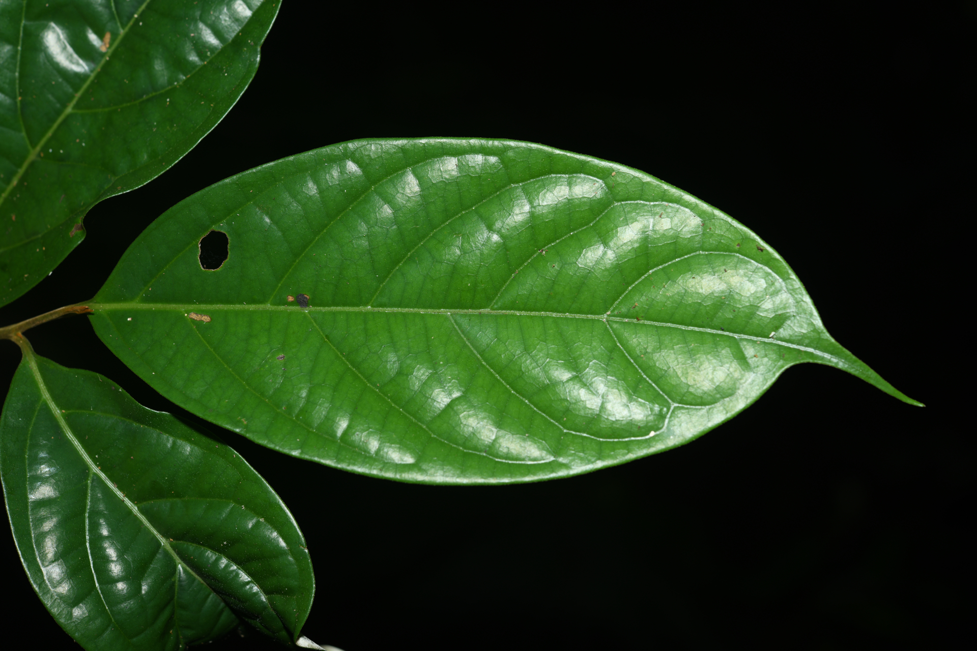 Geissospermum argenteum Woodson - Photo Bivouac Naturaliste