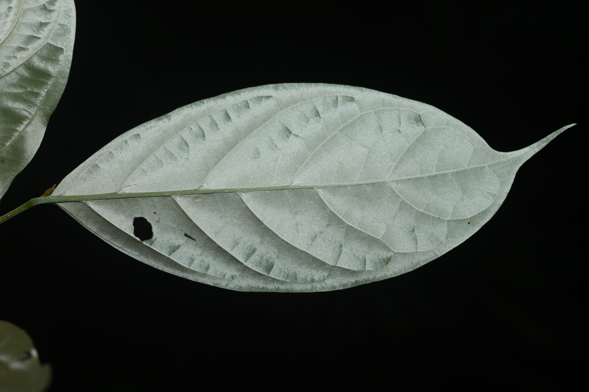 Geissospermum argenteum Woodson - Photo Bivouac Naturaliste