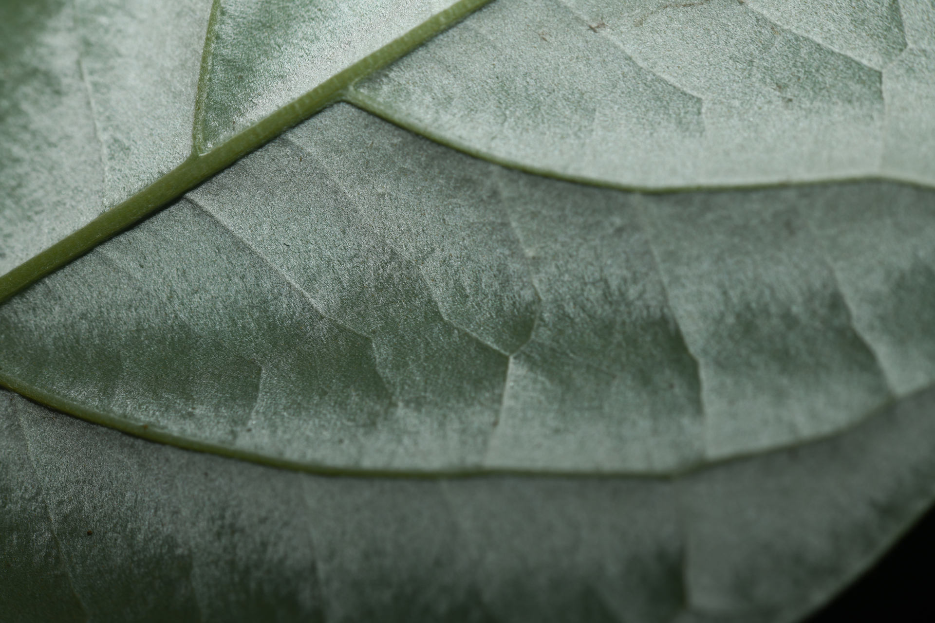 Geissospermum argenteum Woodson - Photo Bivouac Naturaliste