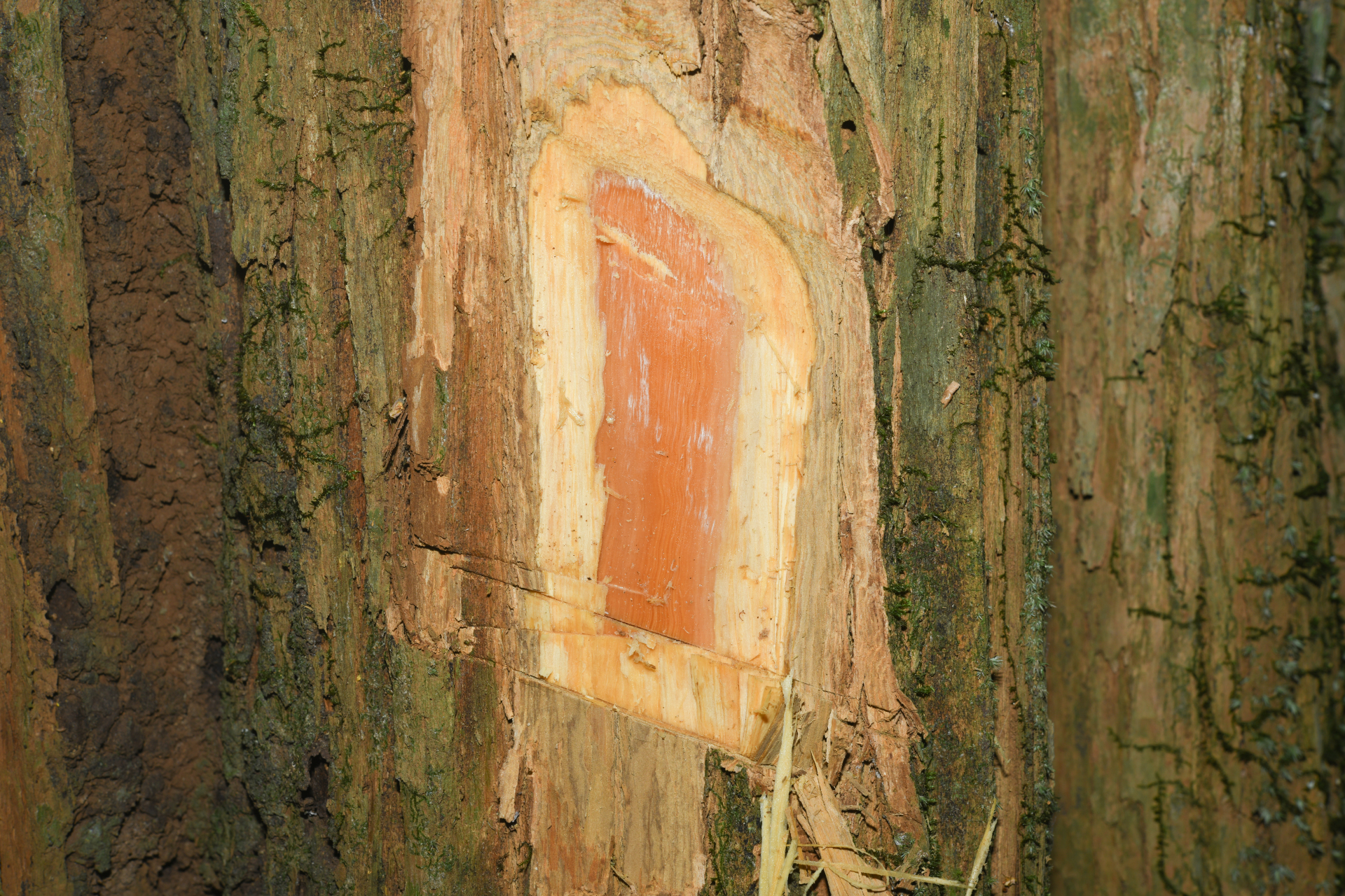 Geissospermum laeve (Vell.) Miers - Photo Bivouac Naturaliste