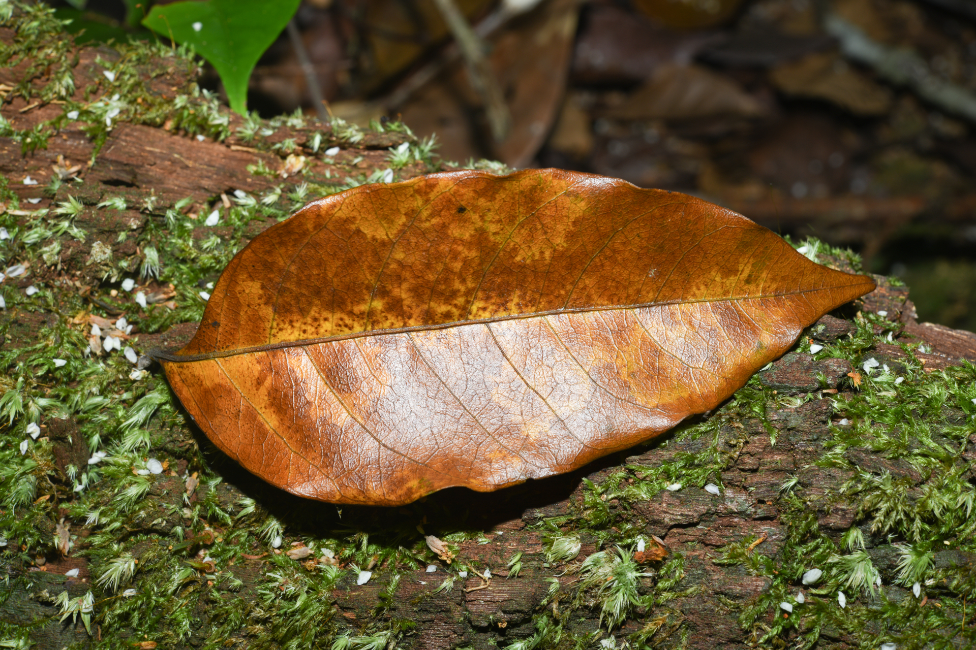 Geissospermum laeve (Vell.) Miers - Photo Bivouac Naturaliste