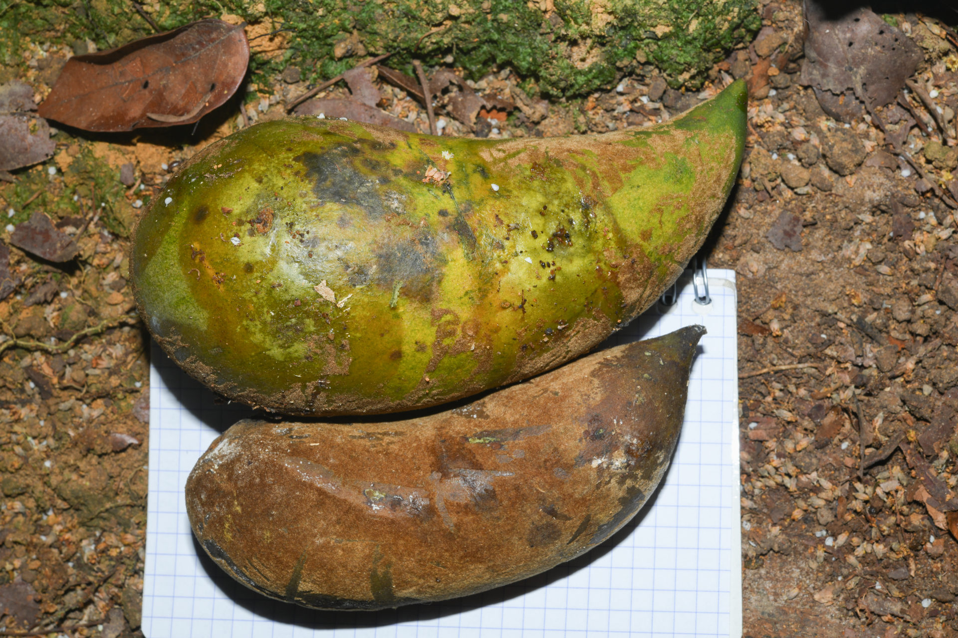 Geissospermum laeve (Vell.) Miers - Photo Bivouac Naturaliste