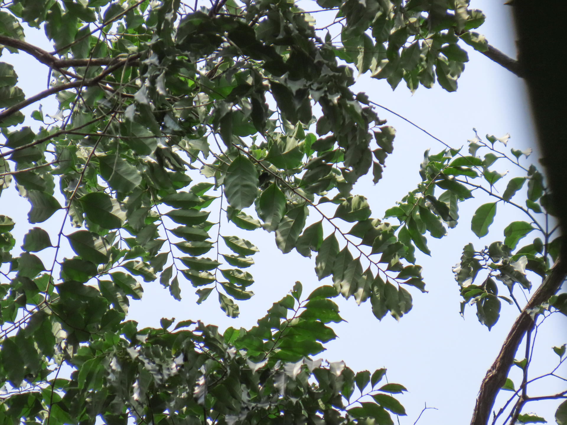 Geissospermum laeve (Vell.) Miers - Photo Bivouac Naturaliste