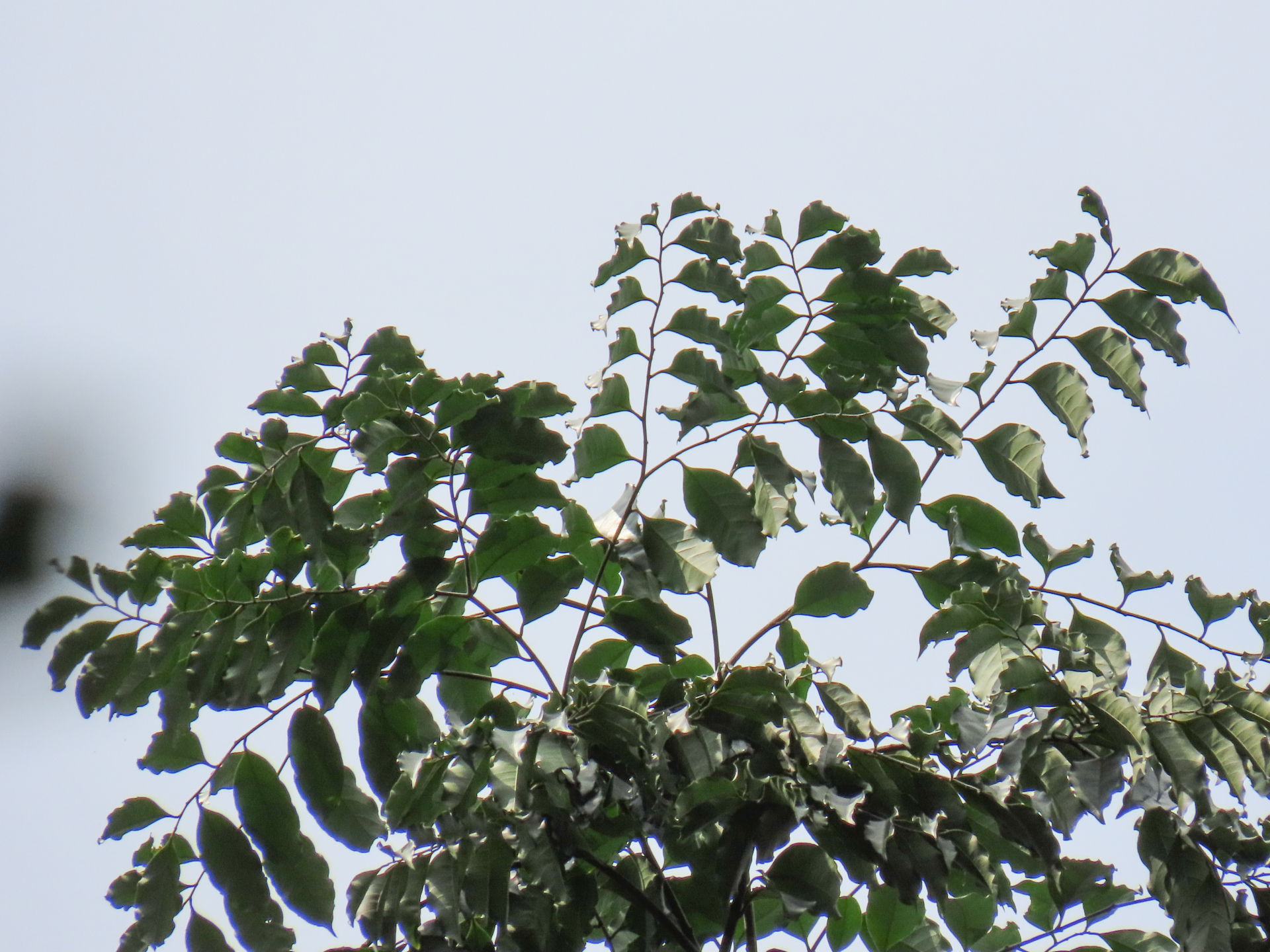 Geissospermum laeve (Vell.) Miers - Photo Bivouac Naturaliste