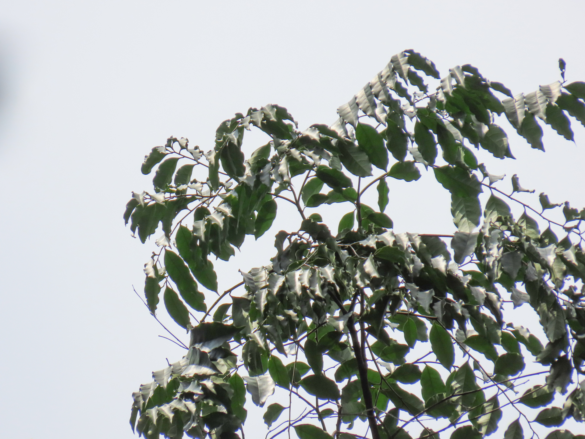 Geissospermum laeve (Vell.) Miers - Photo Bivouac Naturaliste