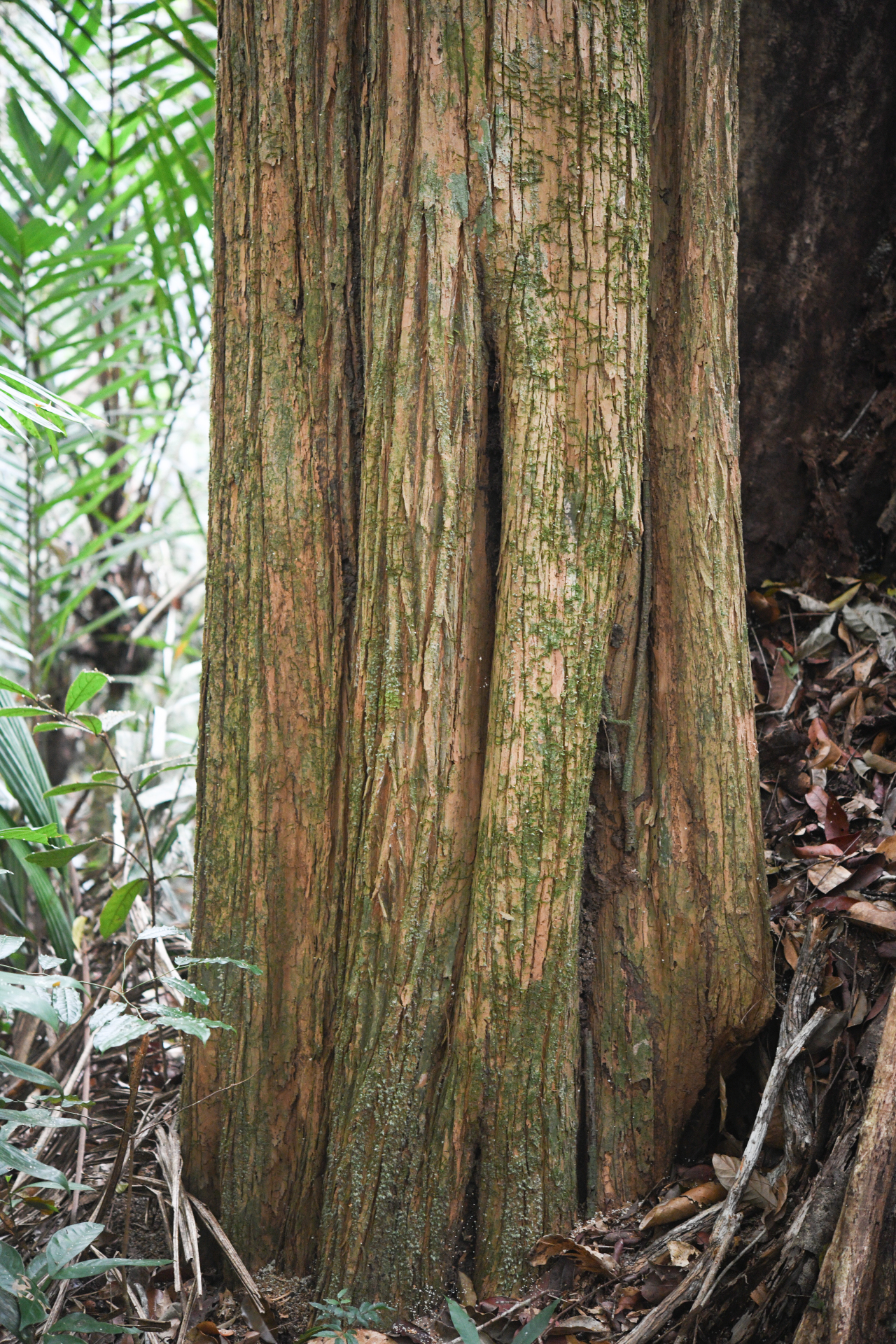 Geissospermum laeve (Vell.) Miers - Photo Bivouac Naturaliste