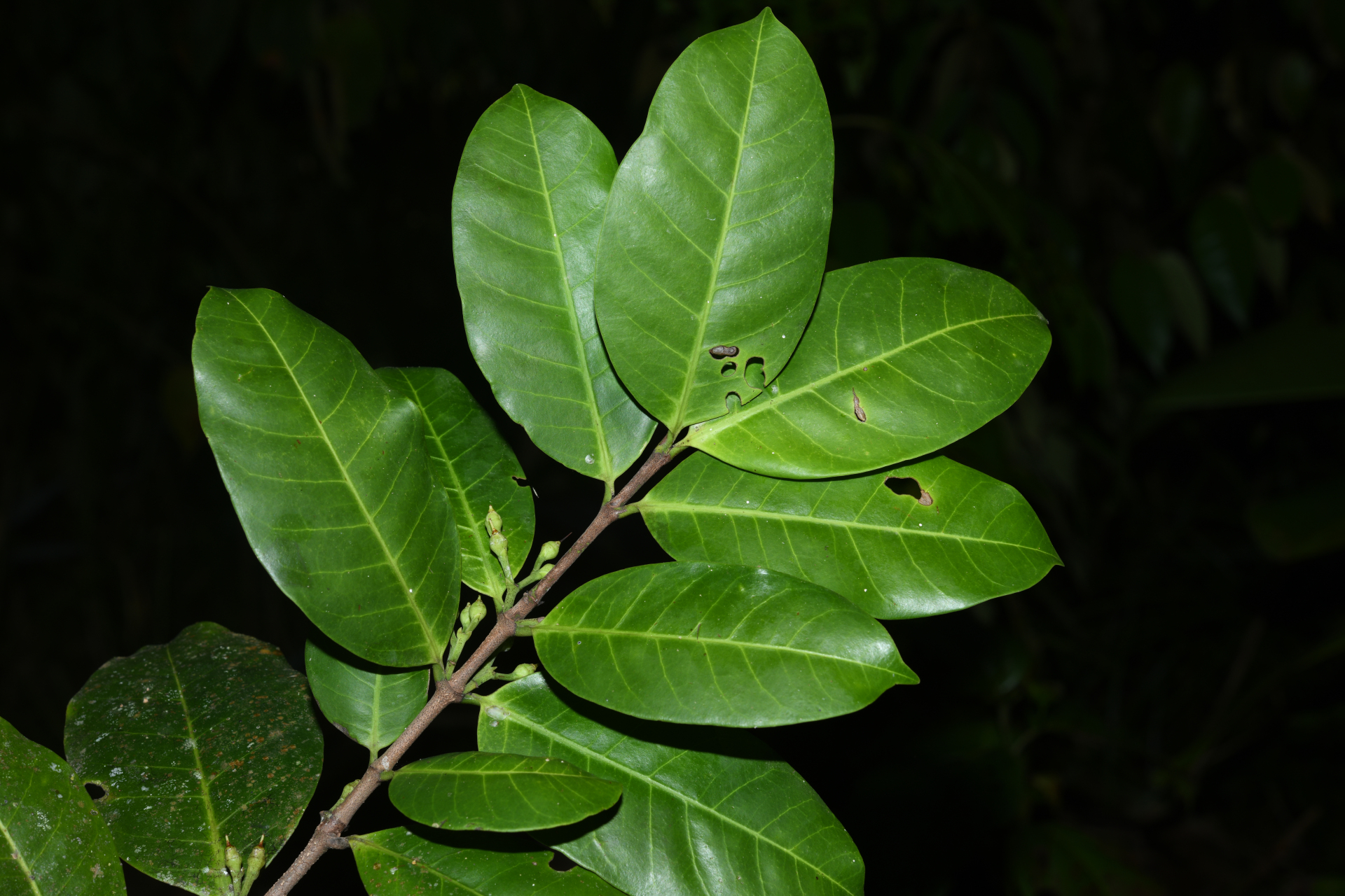 Lacmellea aculeata (Ducke) Monach. - Photo Bivouac Naturaliste