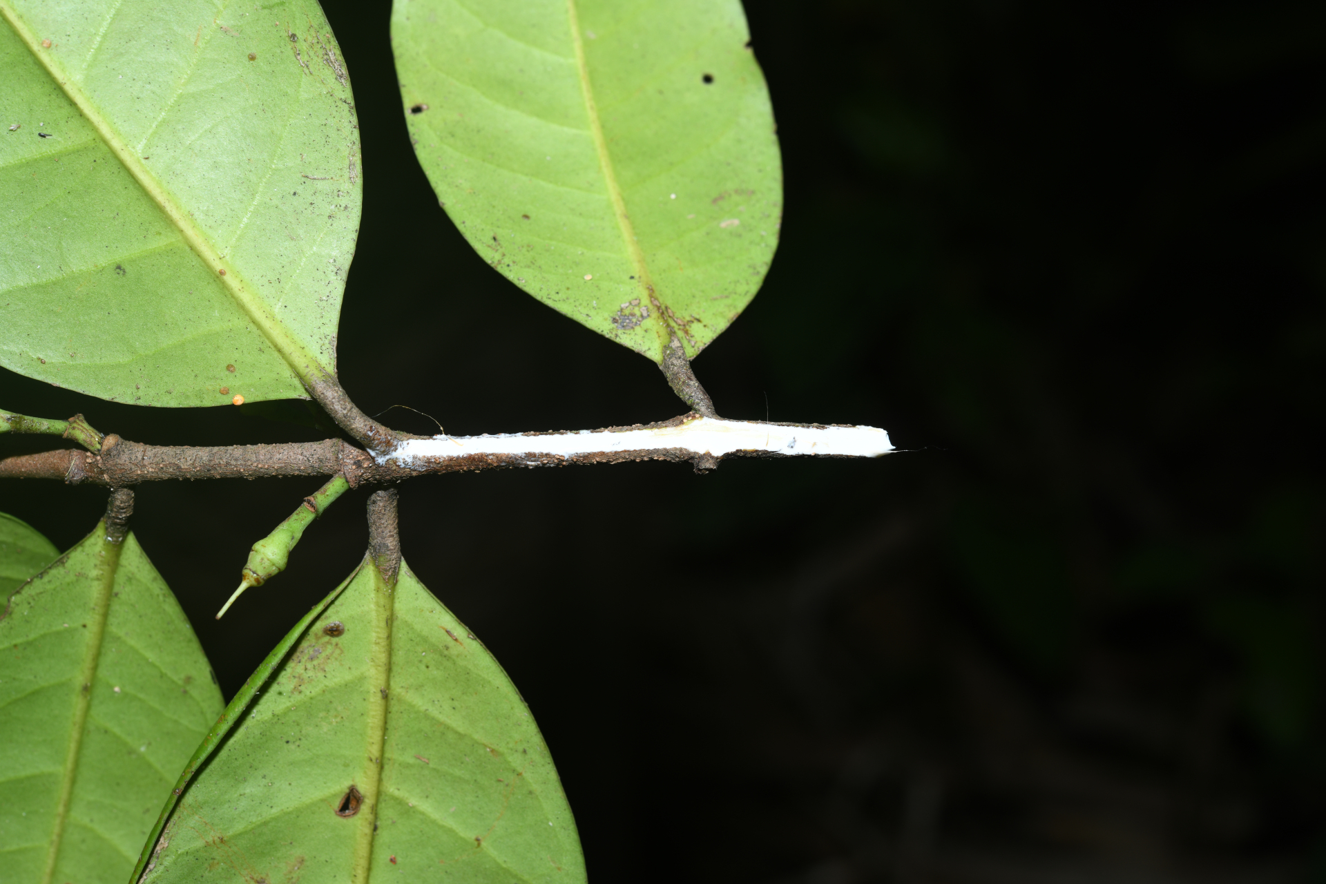 Lacmellea aculeata (Ducke) Monach. - Photo Bivouac Naturaliste