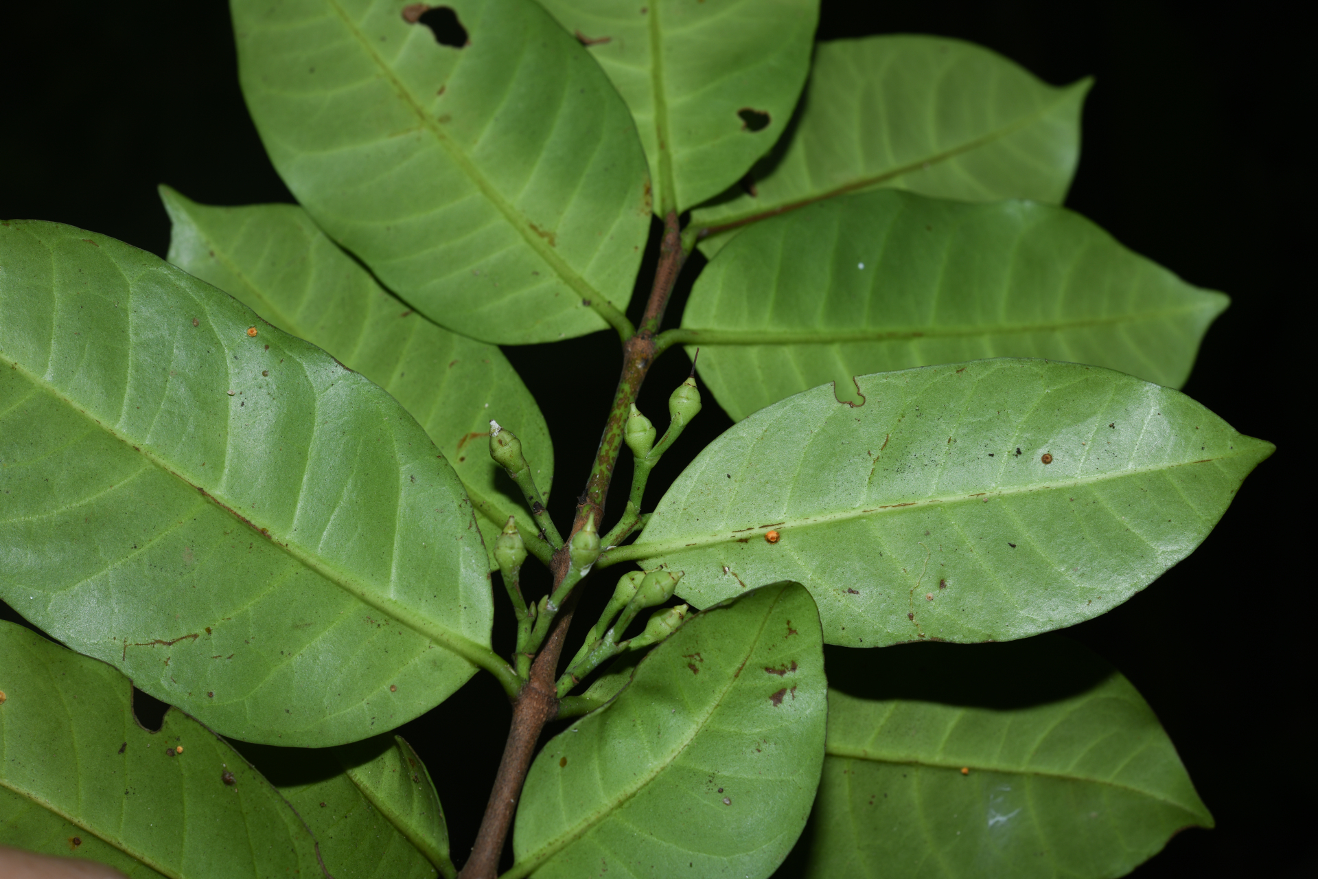 Lacmellea aculeata (Ducke) Monach. - Photo Bivouac Naturaliste