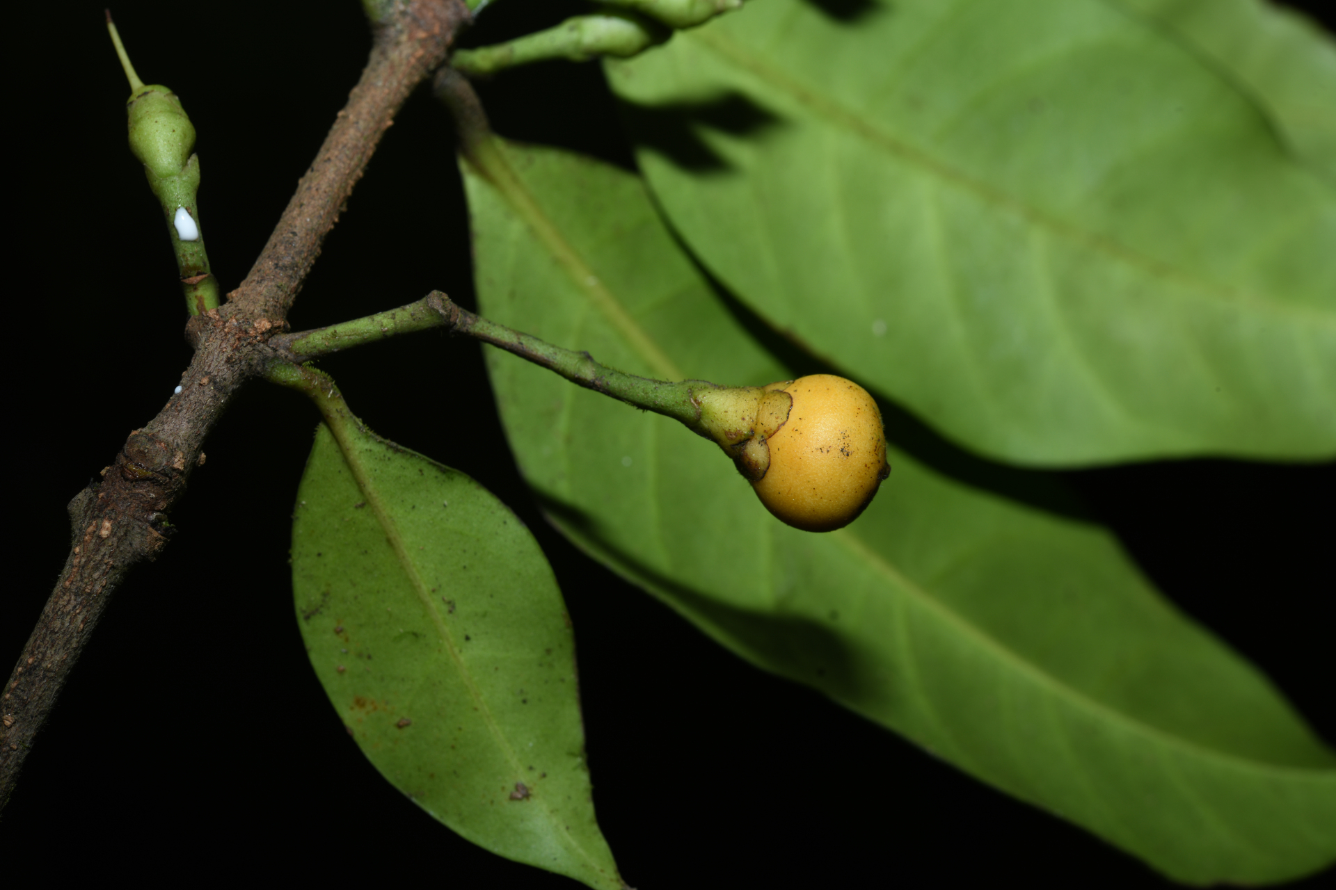 Lacmellea aculeata (Ducke) Monach. - Photo Bivouac Naturaliste