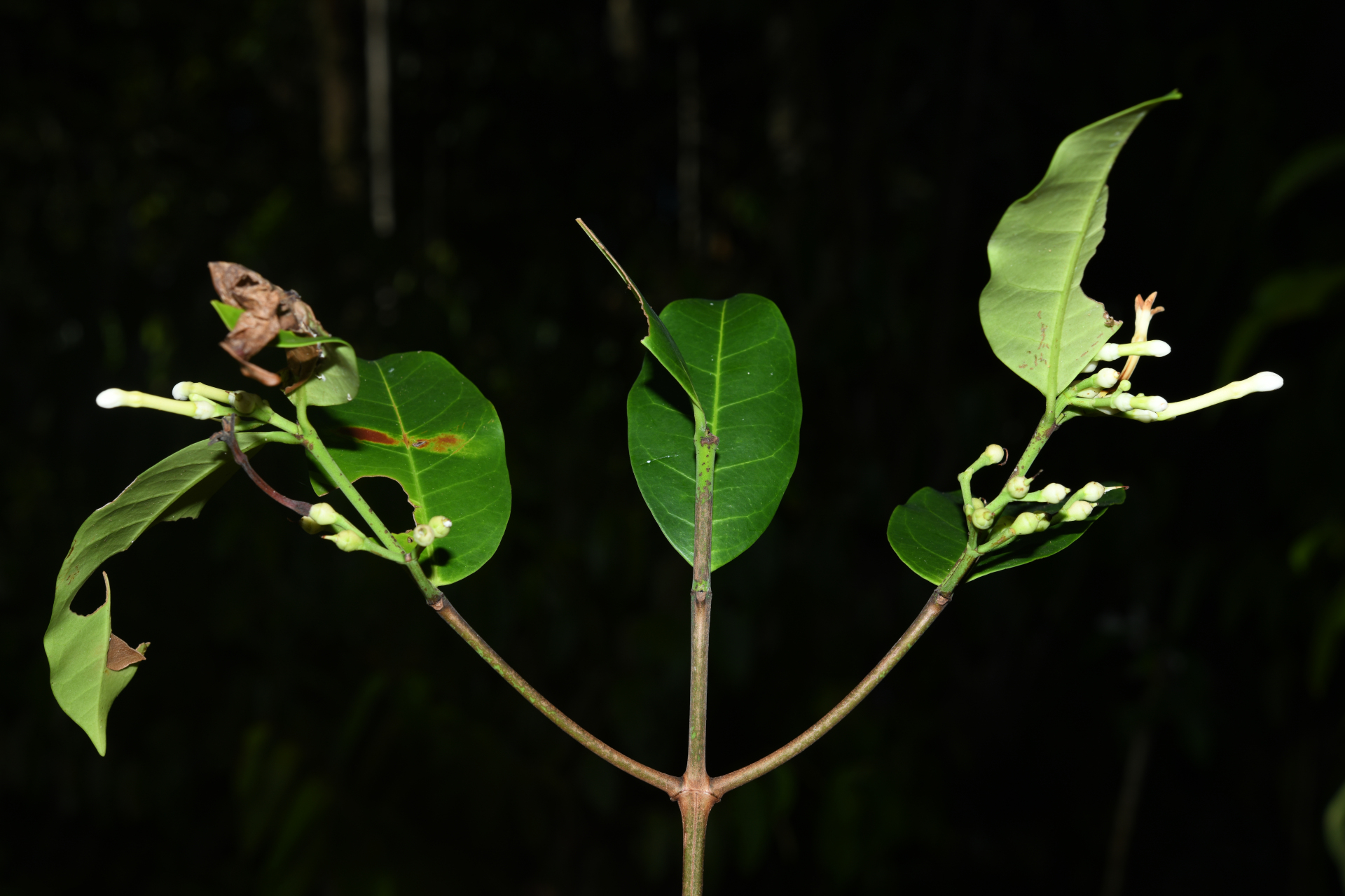 Lacmellea aculeata (Ducke) Monach. - Photo Bivouac Naturaliste