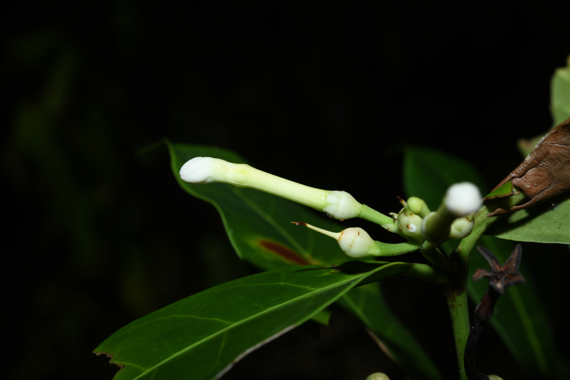 Lacmellea aculeata (Ducke) Monach. - Photo Bivouac Naturaliste