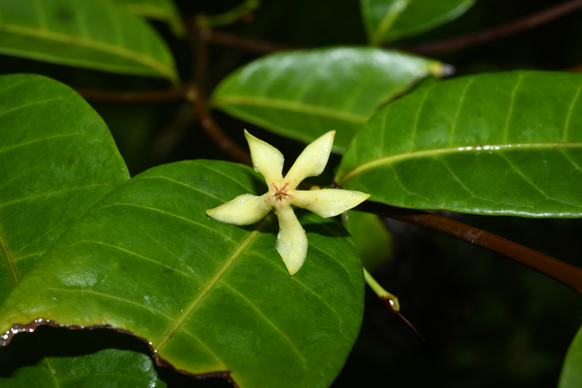 Malouetia tamaquarina (Aubl.) A.DC. - Photo Bivouac Naturaliste