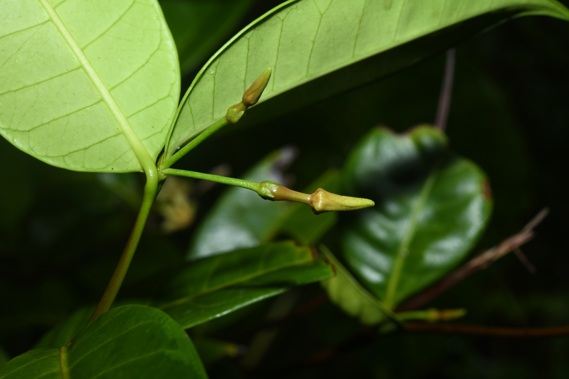 Malouetia tamaquarina (Aubl.) A.DC. - Photo Bivouac Naturaliste