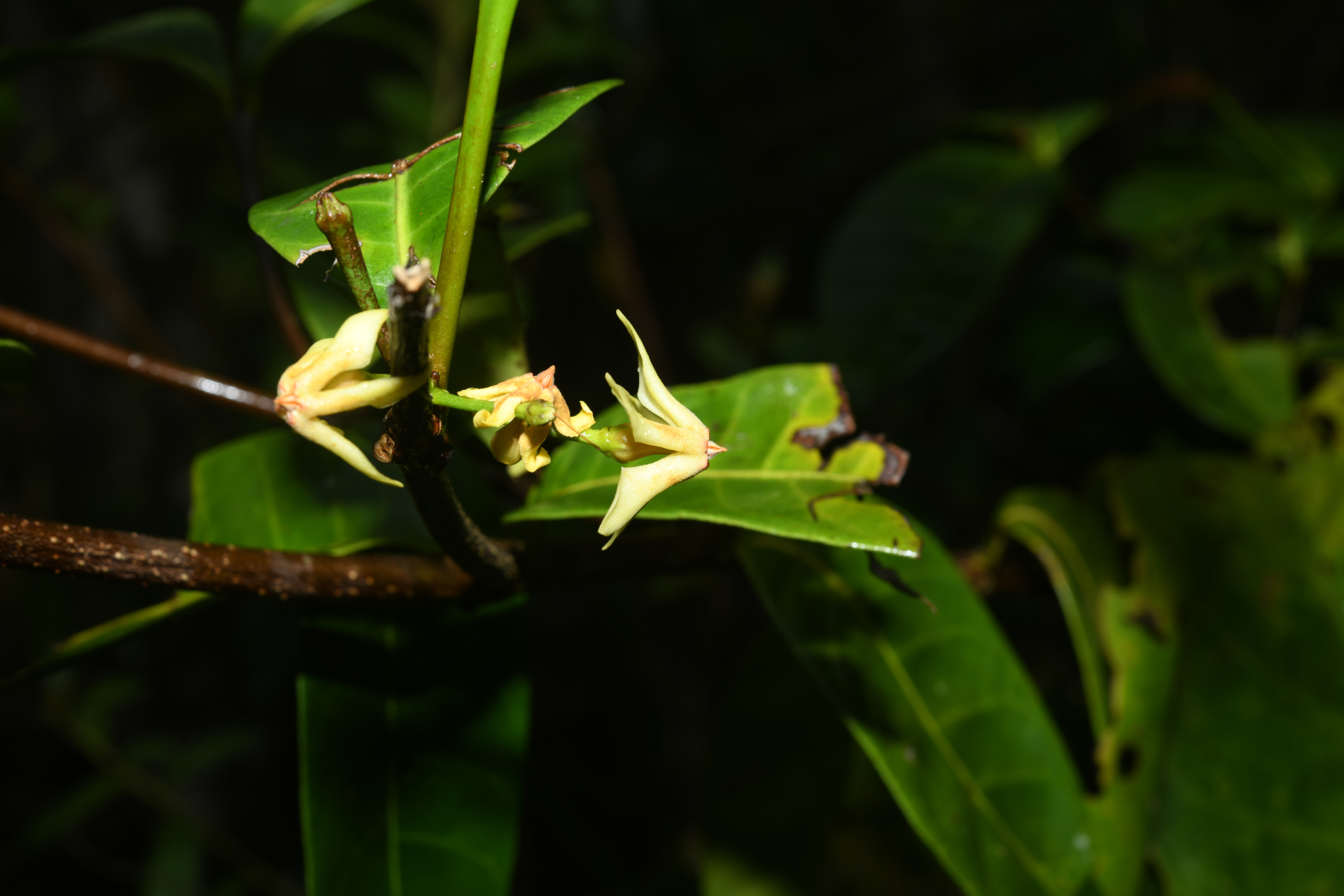 Malouetia tamaquarina (Aubl.) A.DC. - Photo Bivouac Naturaliste
