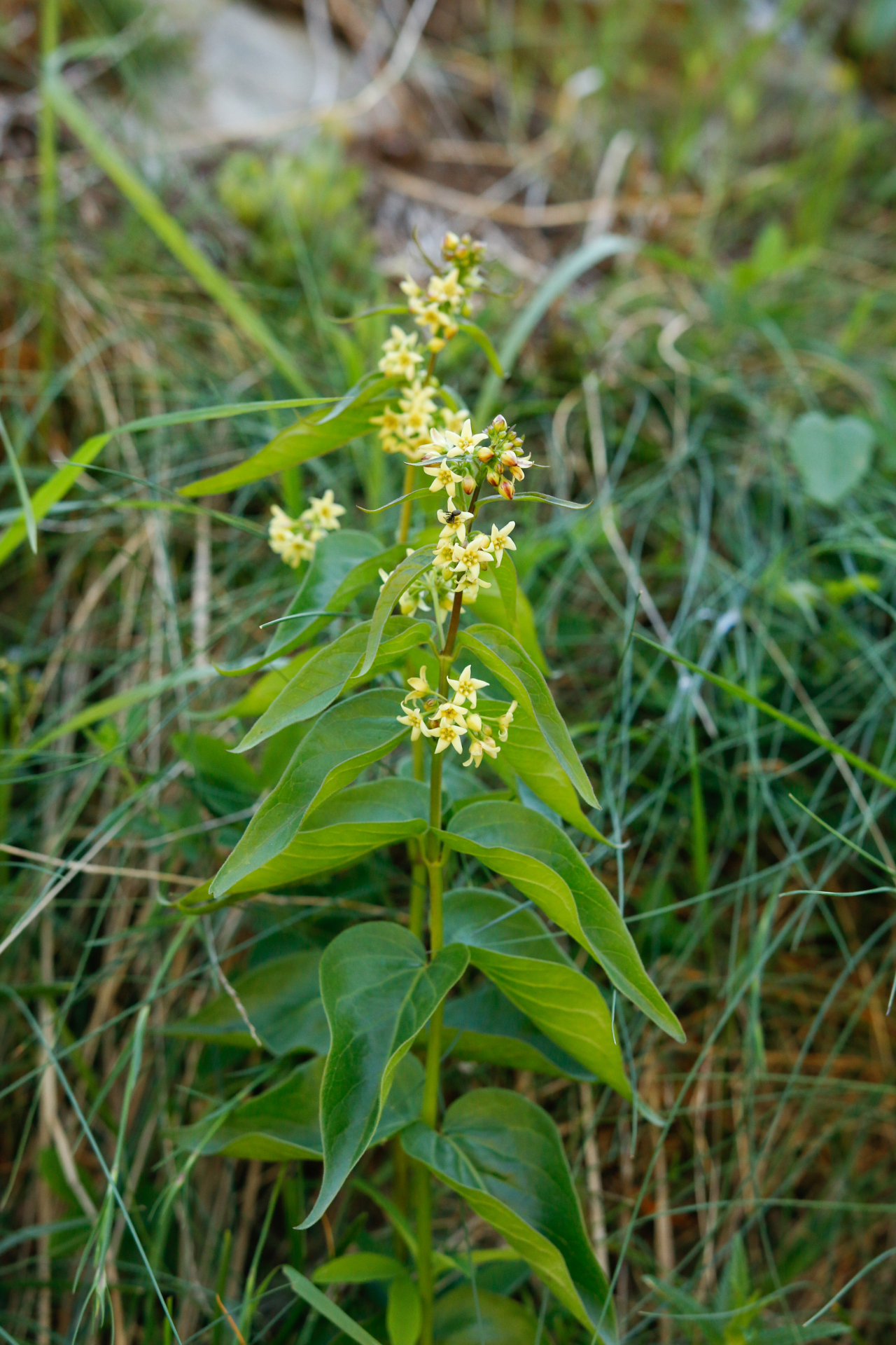 Vincetoxicum hirundinaria Medik. - Photo Bivouac Naturaliste