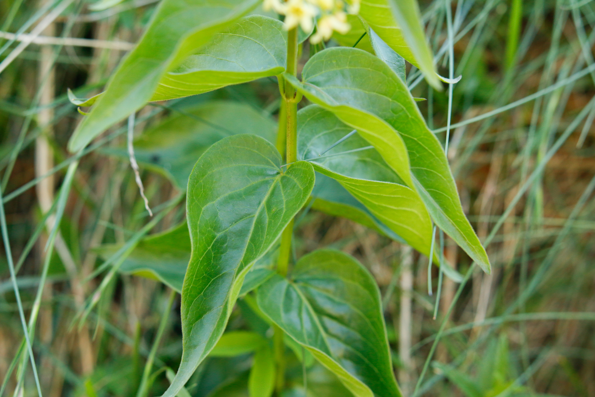 Vincetoxicum hirundinaria Medik. - Photo Bivouac Naturaliste